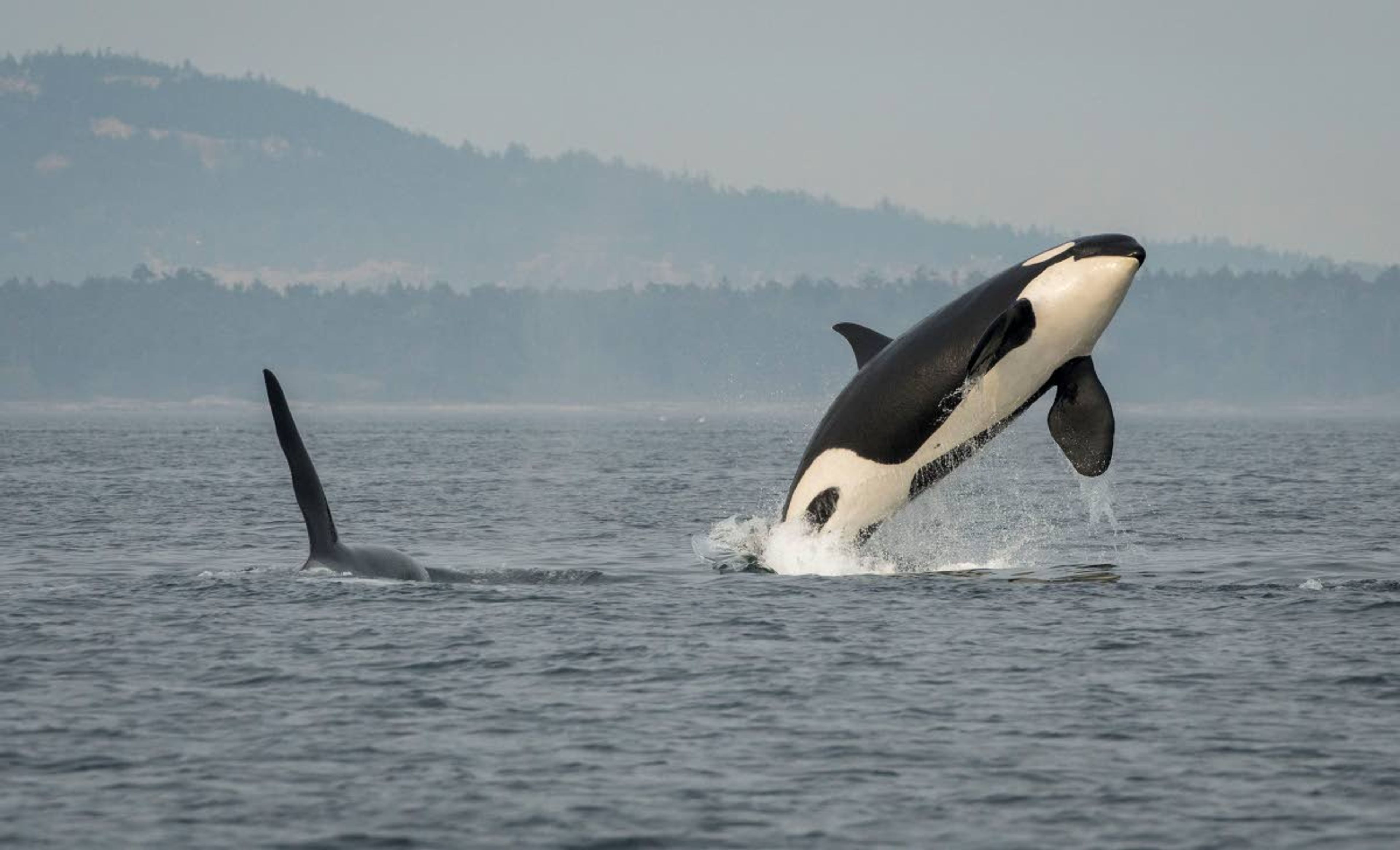 A southern resident killer whale breaches in the Puget Sound. The whales are critically endangered and some advocates believe the four lower Snake River dams should be breached to help them.