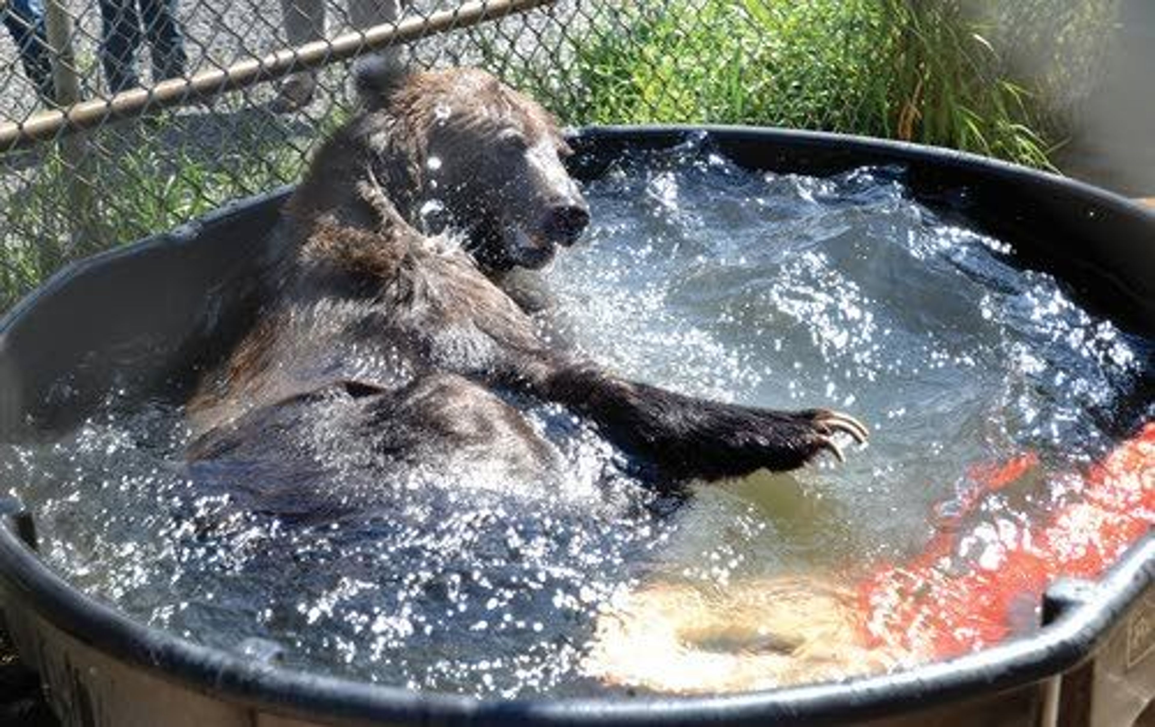 A favorite pastime of the grizzly bears at Washington State University is sitting, dunking and just having fun in the water tank.