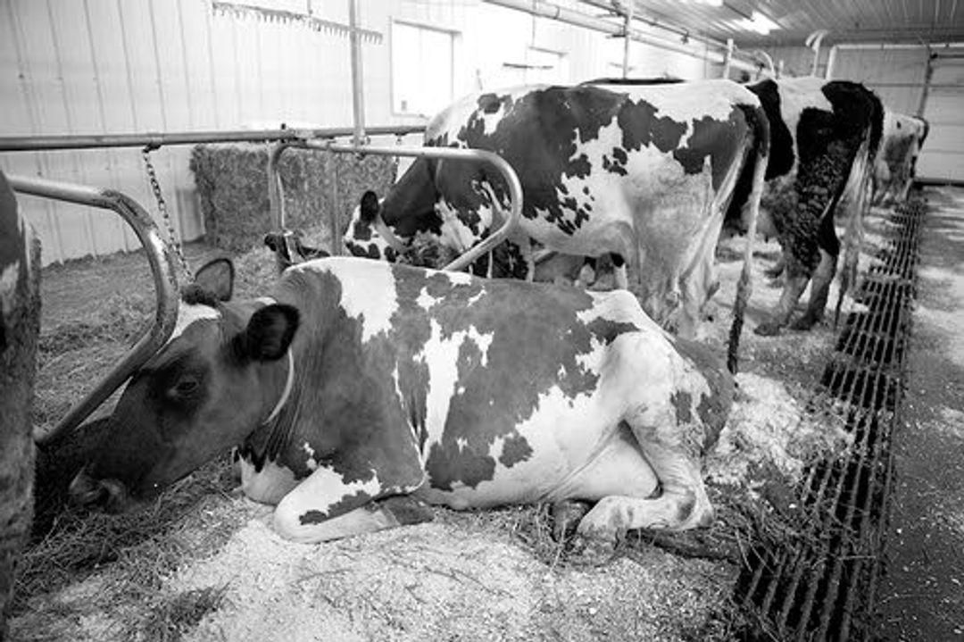 Dairy farmers in Iowa pamper cows to boost milk output Associated Pres...