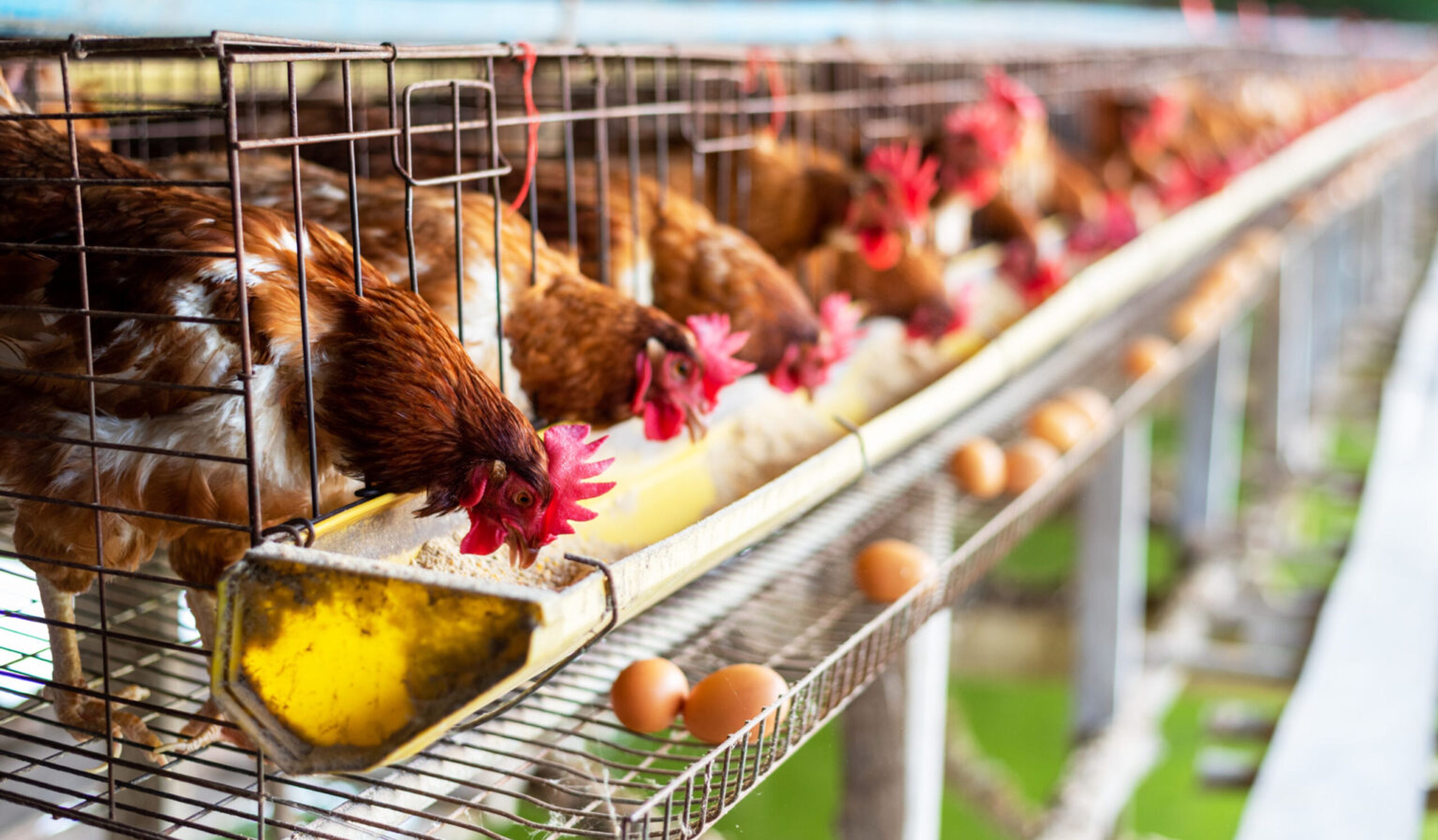 Eggs Chickens, hens in cages industrial farm