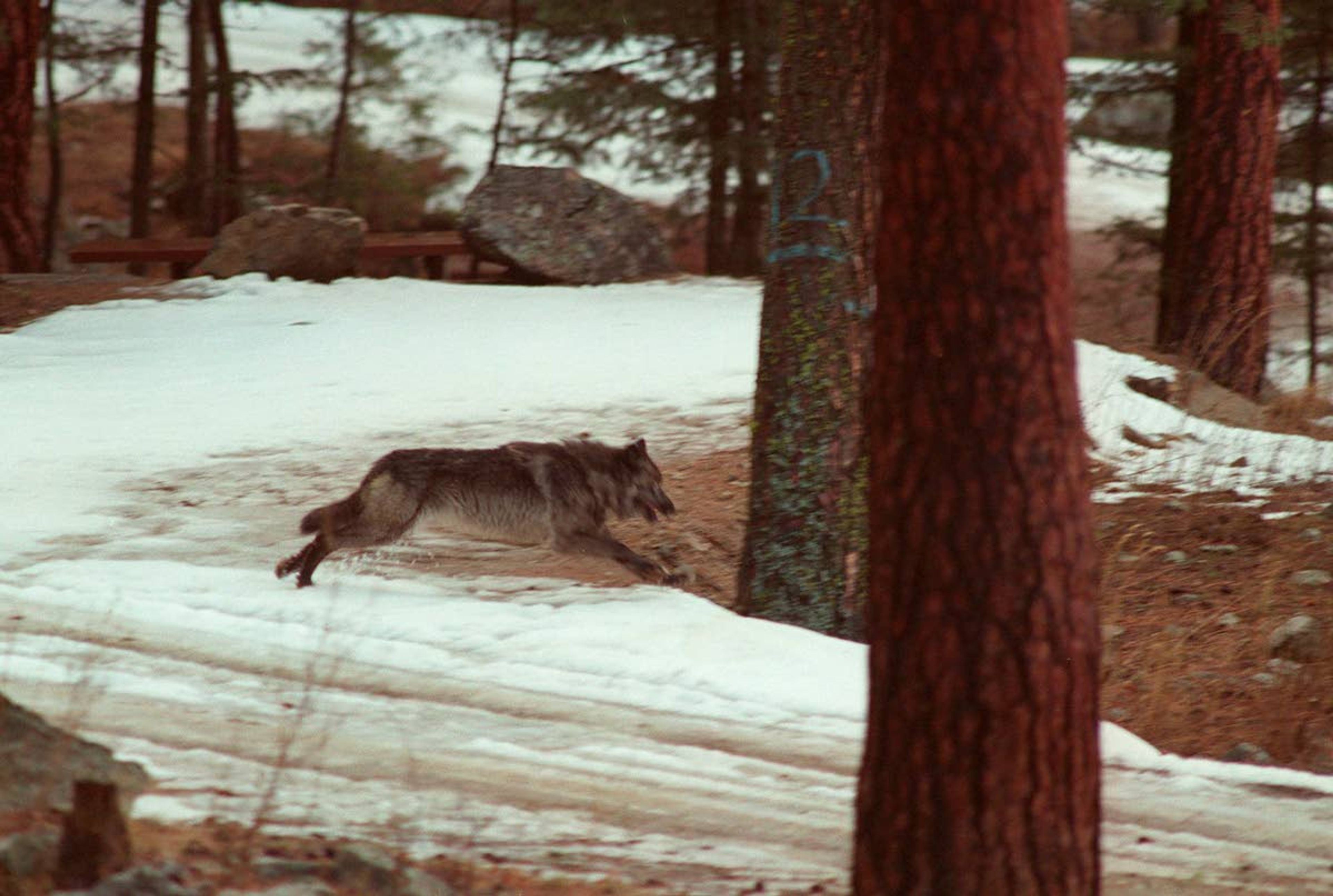 In this Jan. 14, 1995, file photo, a wolf leaps across a road into the wilds of central Idaho. The U.S. government says it doesn’t have to release information to an environmental group concerning investigations into livestock deaths in Idaho that can result in wolves being killed for preying on cattle and sheep.