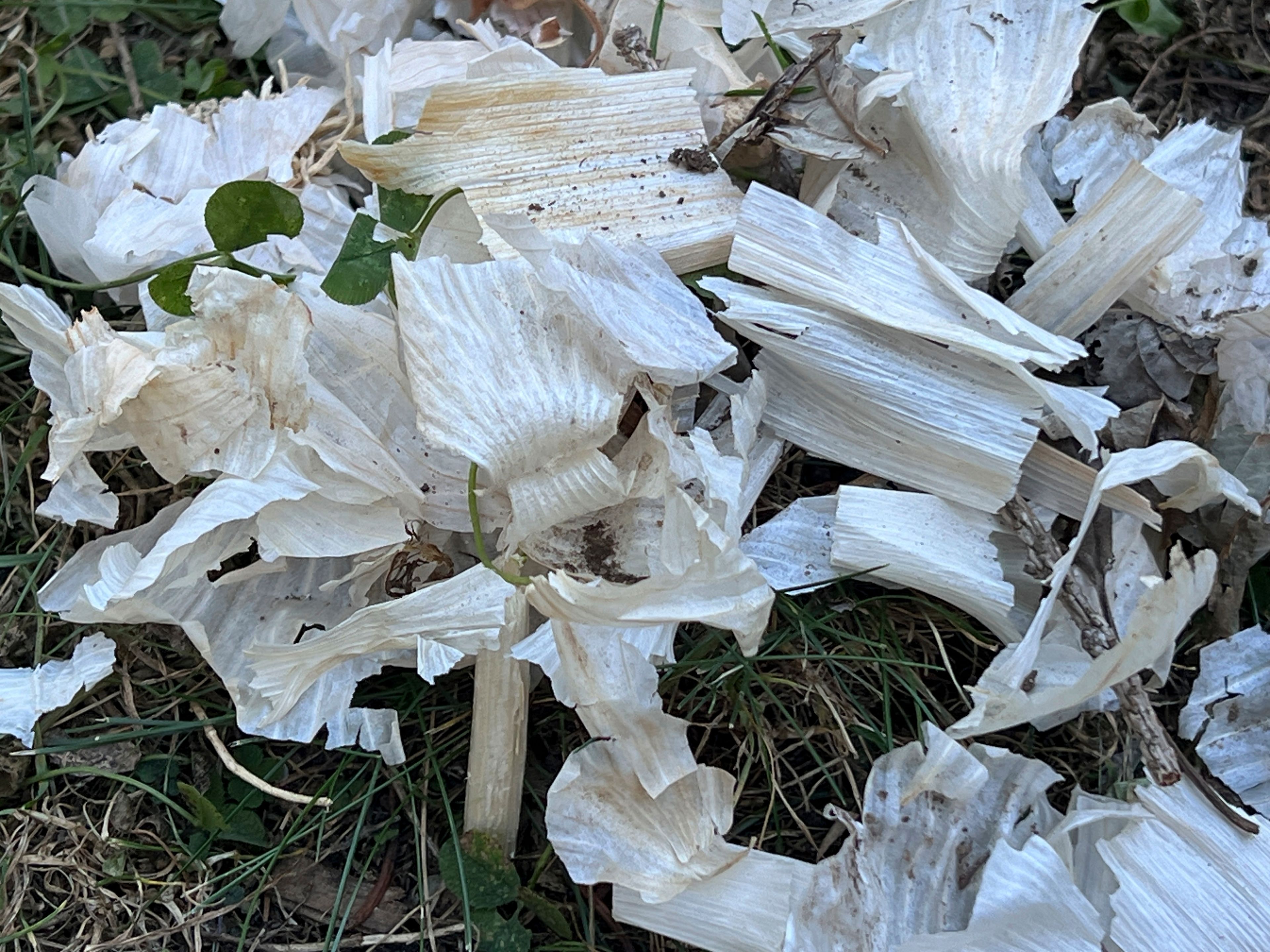 This Oct. 21, 2024, image provided by Jessica Damiano shows the papery skins of garlic bulbs sitting in a garden bed on Long Island, N.Y. Such debris should be removed to avoid attracting hungry wildlife. (Jessica Damiano via AP)