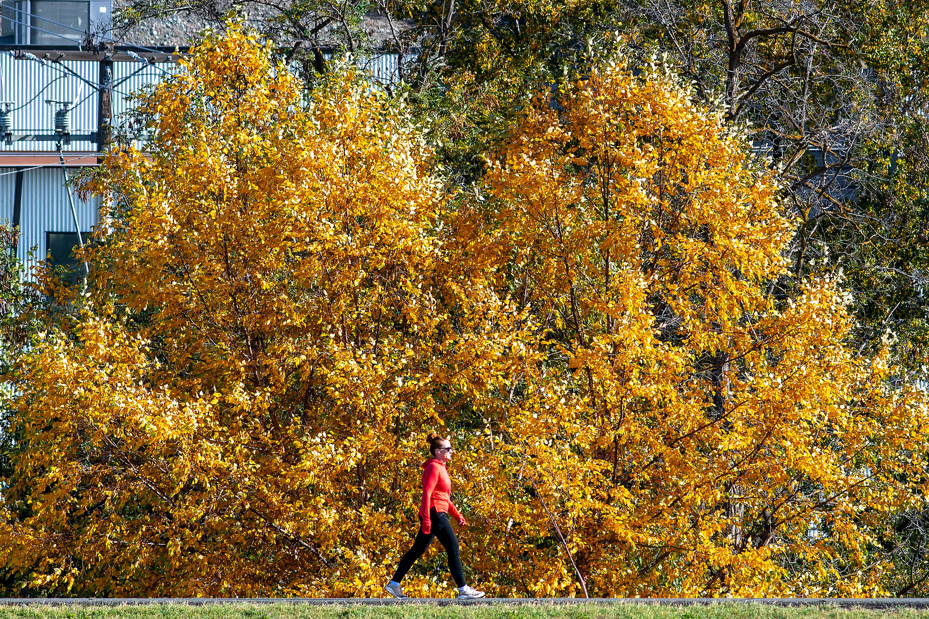 A person walks down the Lewiston Levee Parkway Trail as a tree takes on yellow fall colors Thursday in Lewiston.