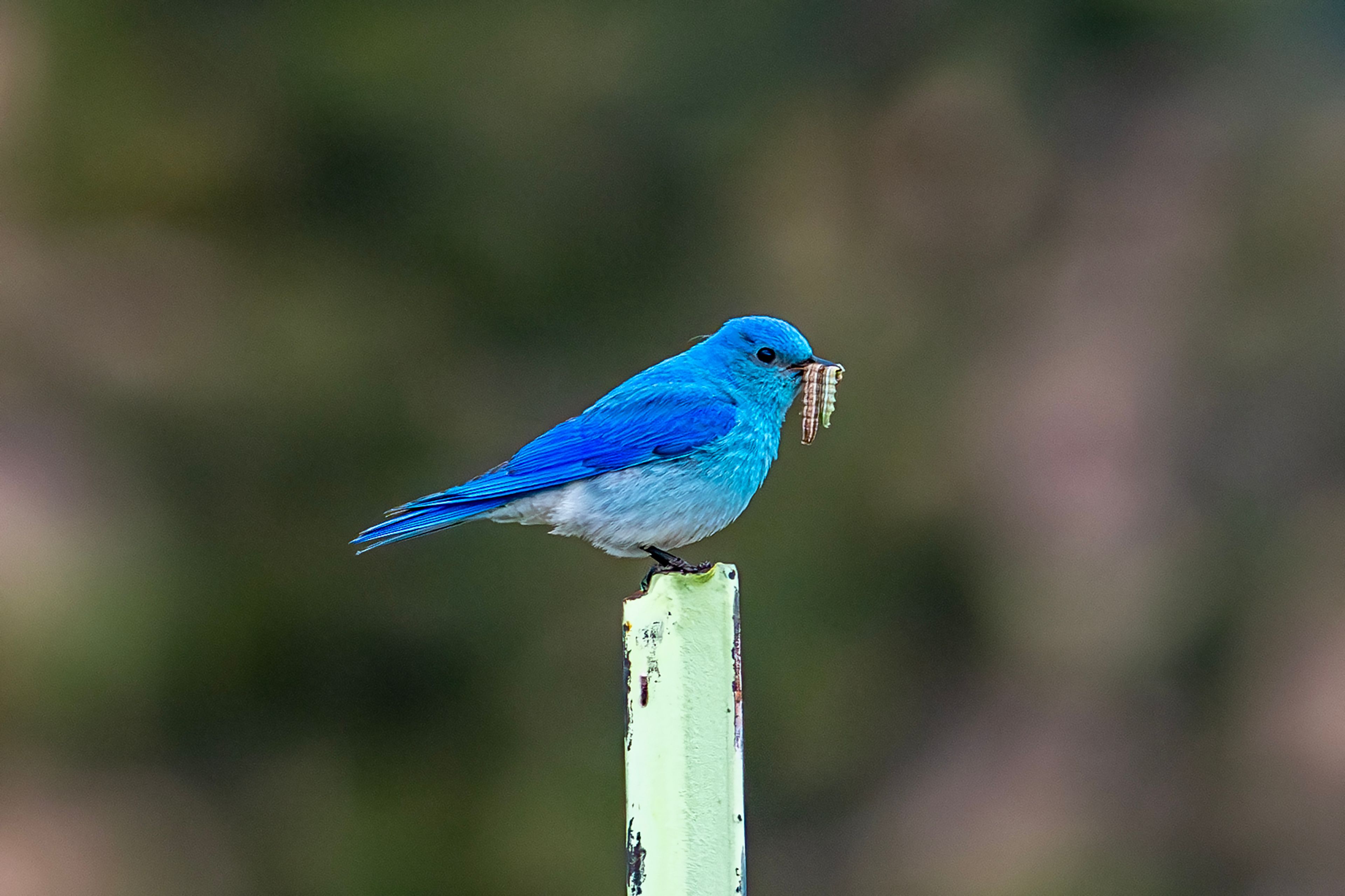 A bluebird sits on a post Wednesday south of Cloverland.