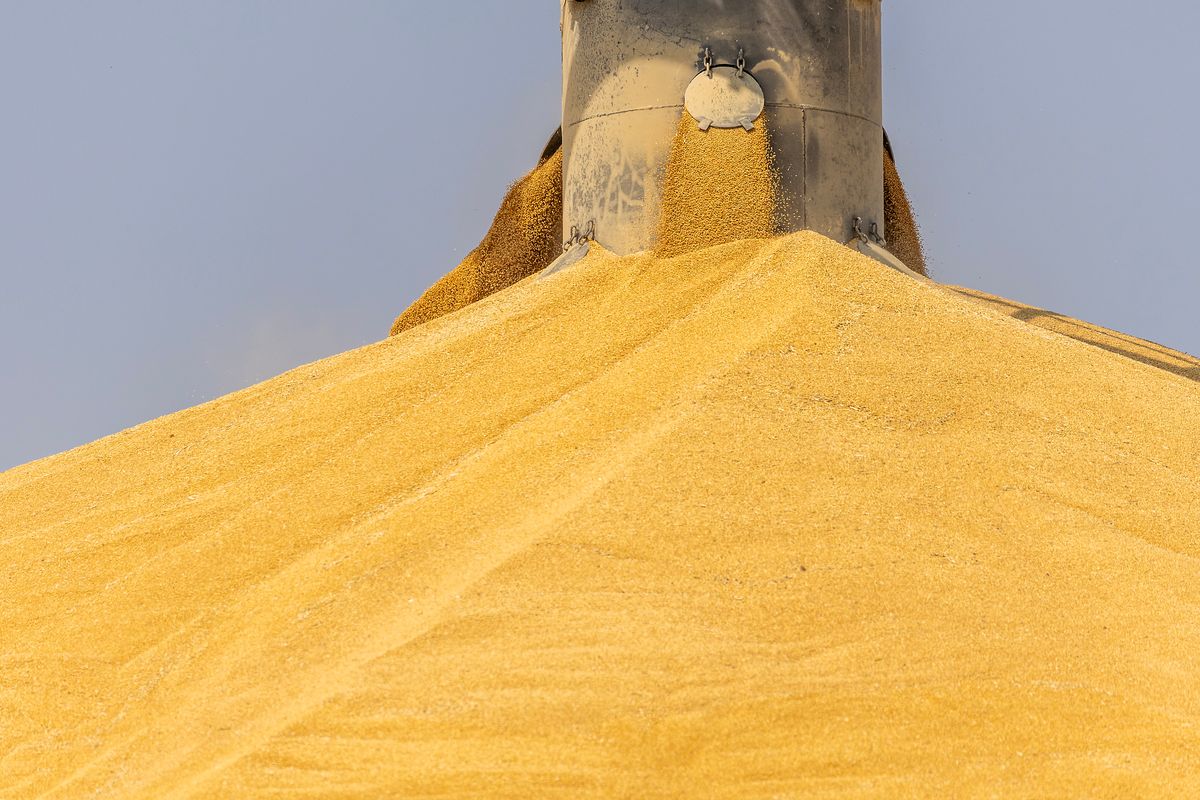 A mixed bag for regional growers