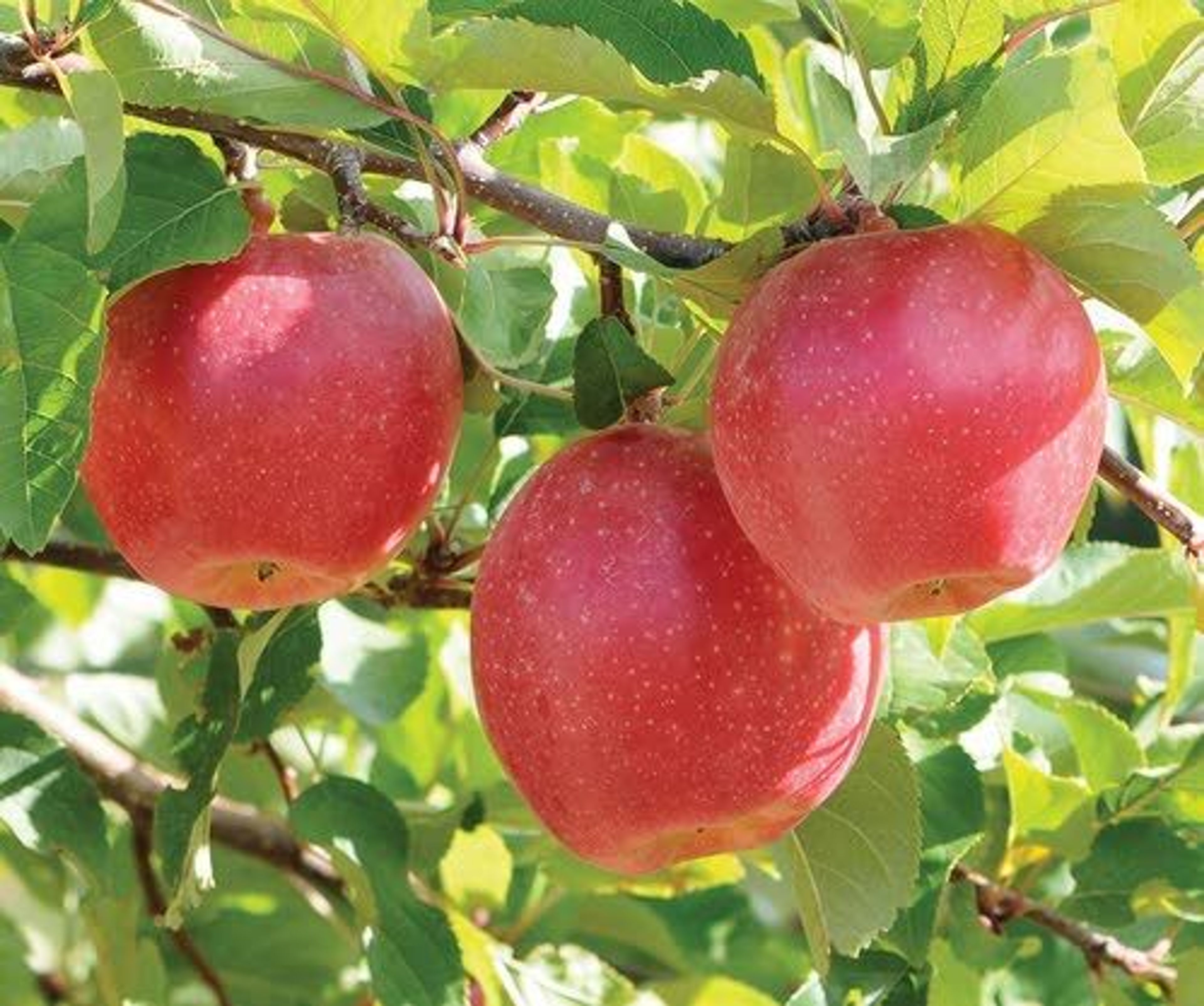 The outlook appears sunny for WSU's latest apple variety