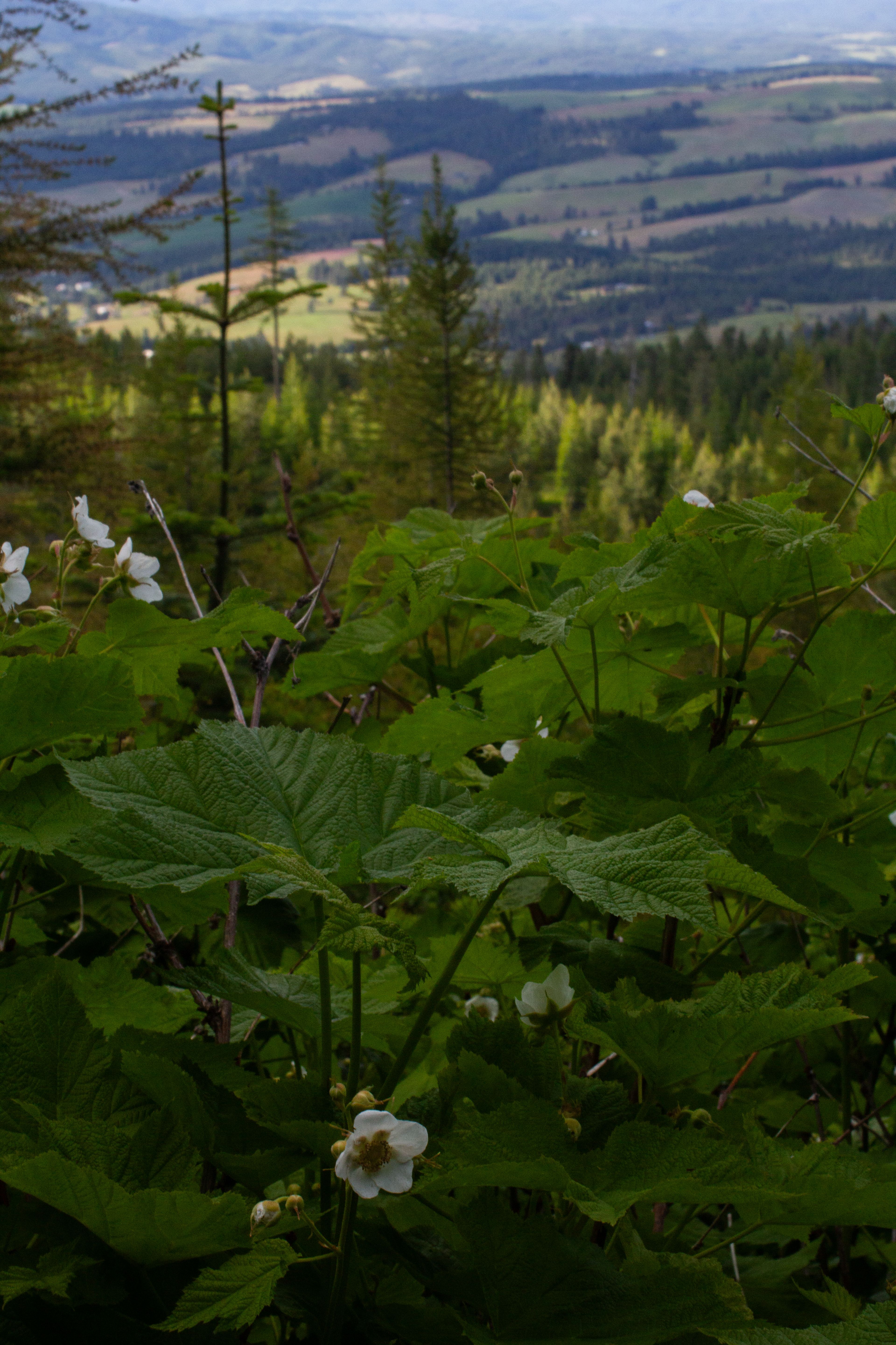 East Moscow Mountain