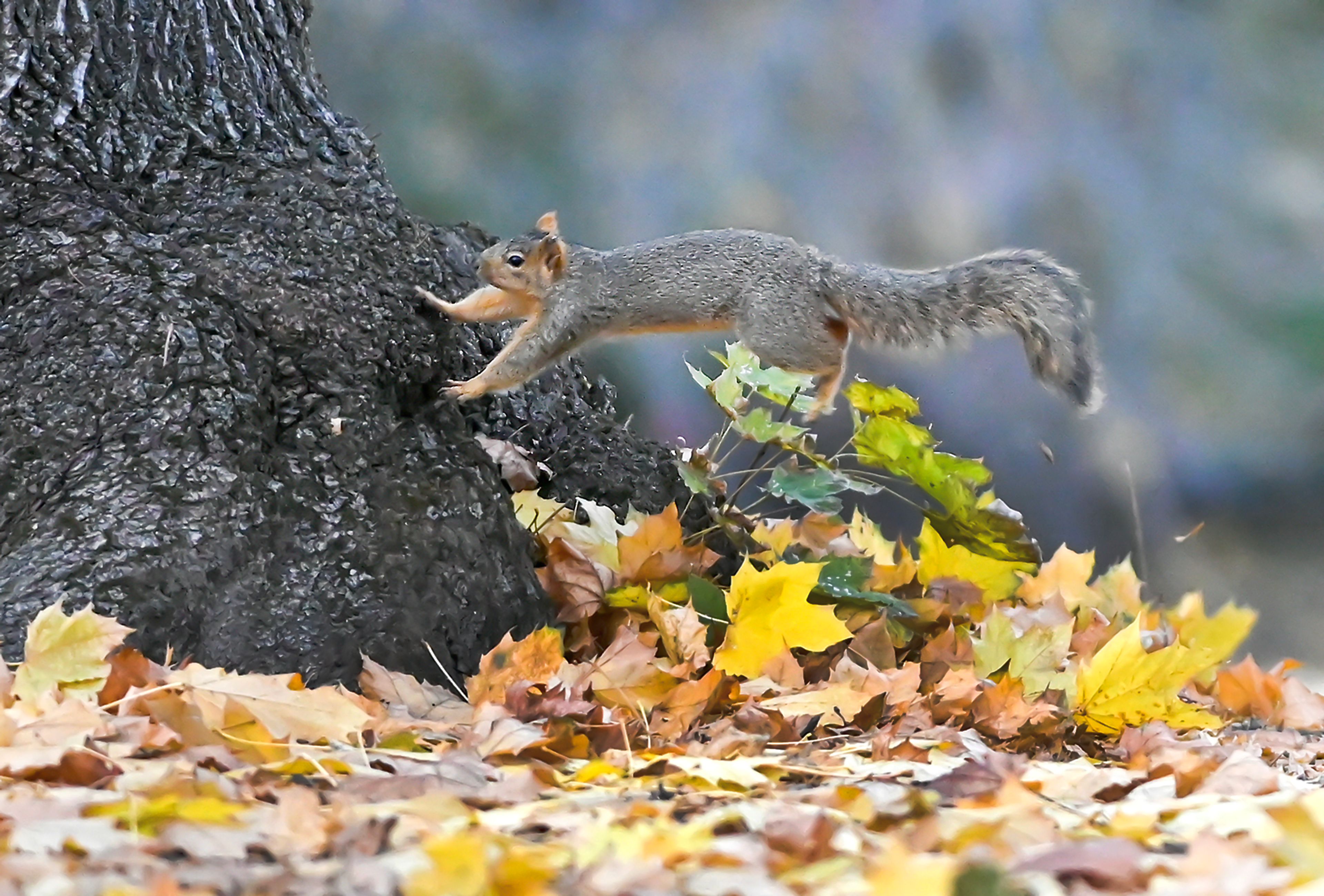 A squirrel makes a leap toward the base of a tree Wednesday in Moscow.