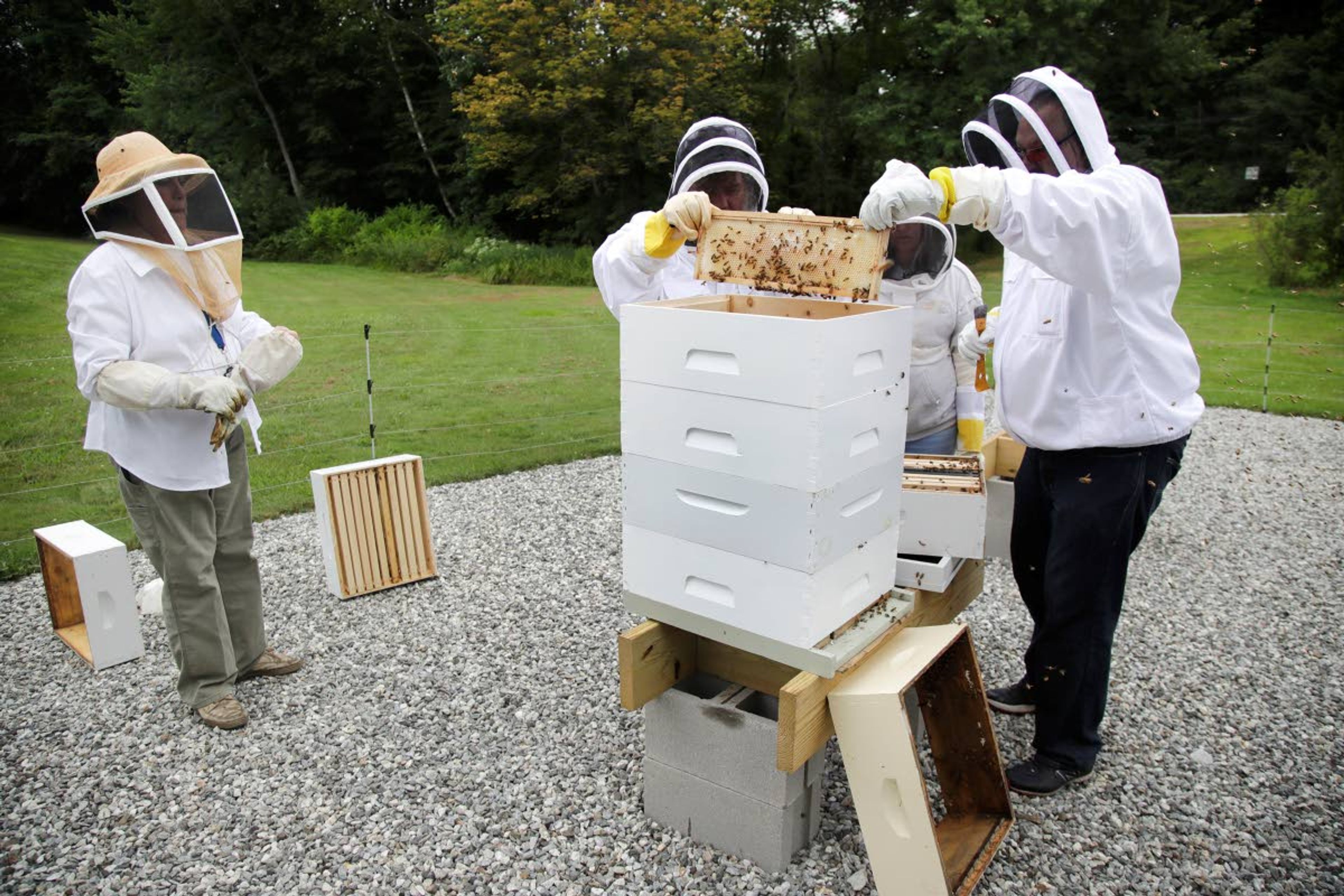 In this Aug. 7, 2019 photo, instructor Karen Eaton, left, supervises beekeeping activities performed by veterans at the Veterans Affairs' beehives in Manchester, N.H. New Hampshire's only veterans medical center is hoping its beekeeping program will help veterans deal with their trauma. A small but growing number of veterans around the country are turning to beekeeping as a potential treatment for anxiety, PTSD and other conditions. (AP Photo/Elise Amendola)