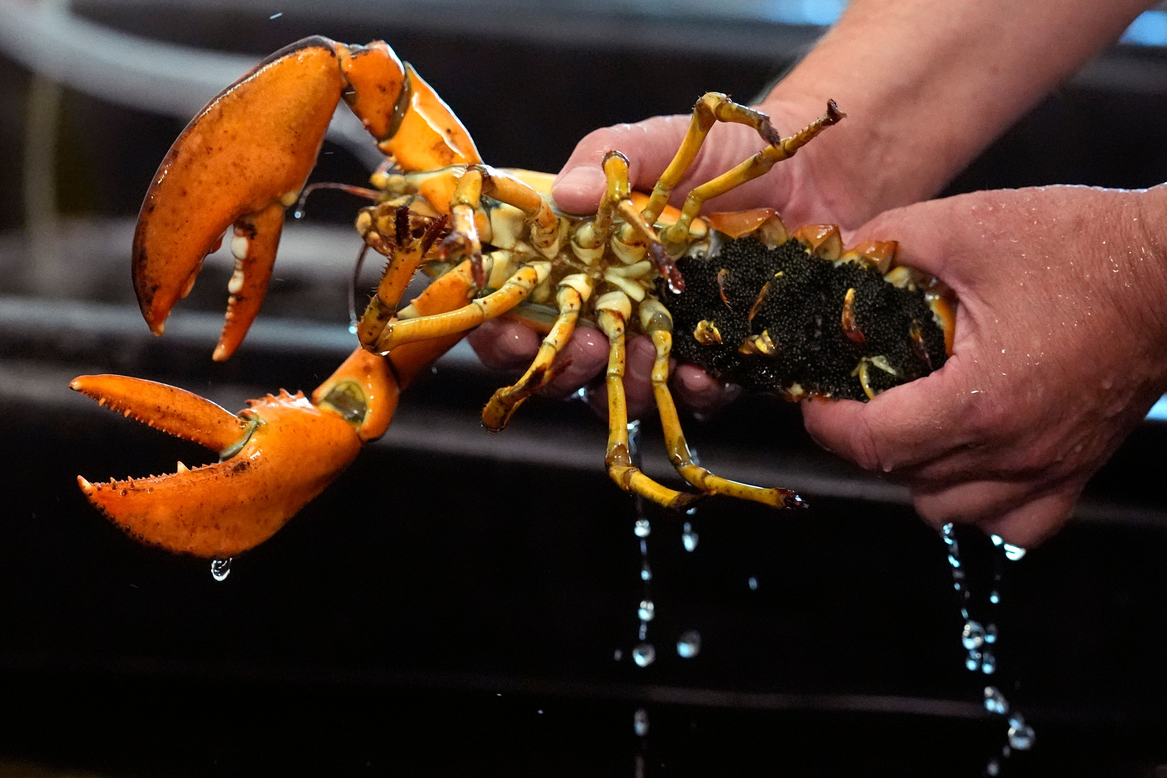 Thousands of eggs are attached o the underside of a lobster in a marine science lab at the University of New England, Thursday, Sept. 5, 2024, in Biddeford, Maine.