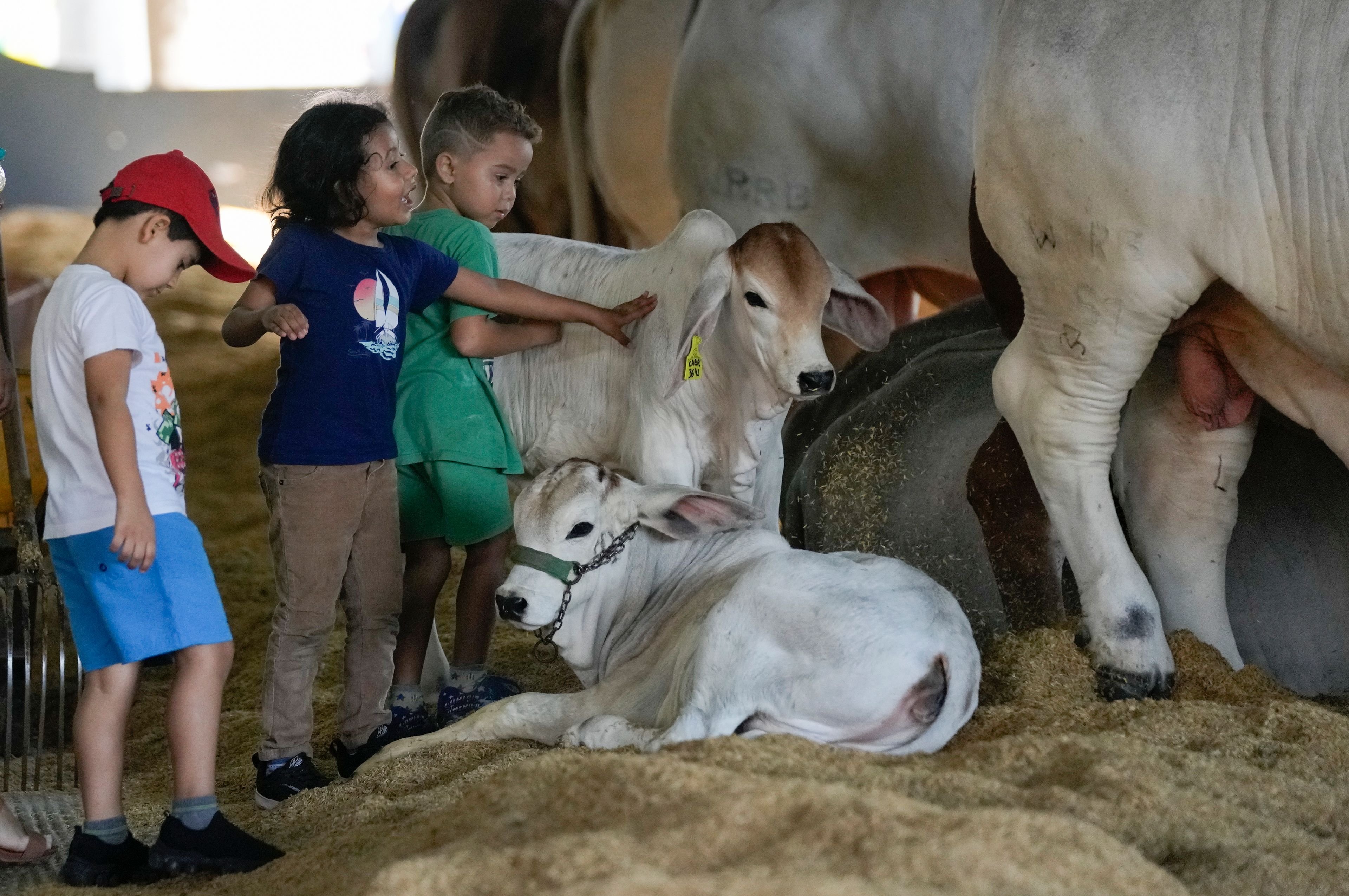 Children pet Zebu calves during the ExpoZebu fair in Uberaba, Minas Gerais state, Saturday, April 27, 2024. In Brazil, 80% of the cows are Zebus, a subspecies originating in India with a distinctive hump and dewlap, or folds of draping neck skin.