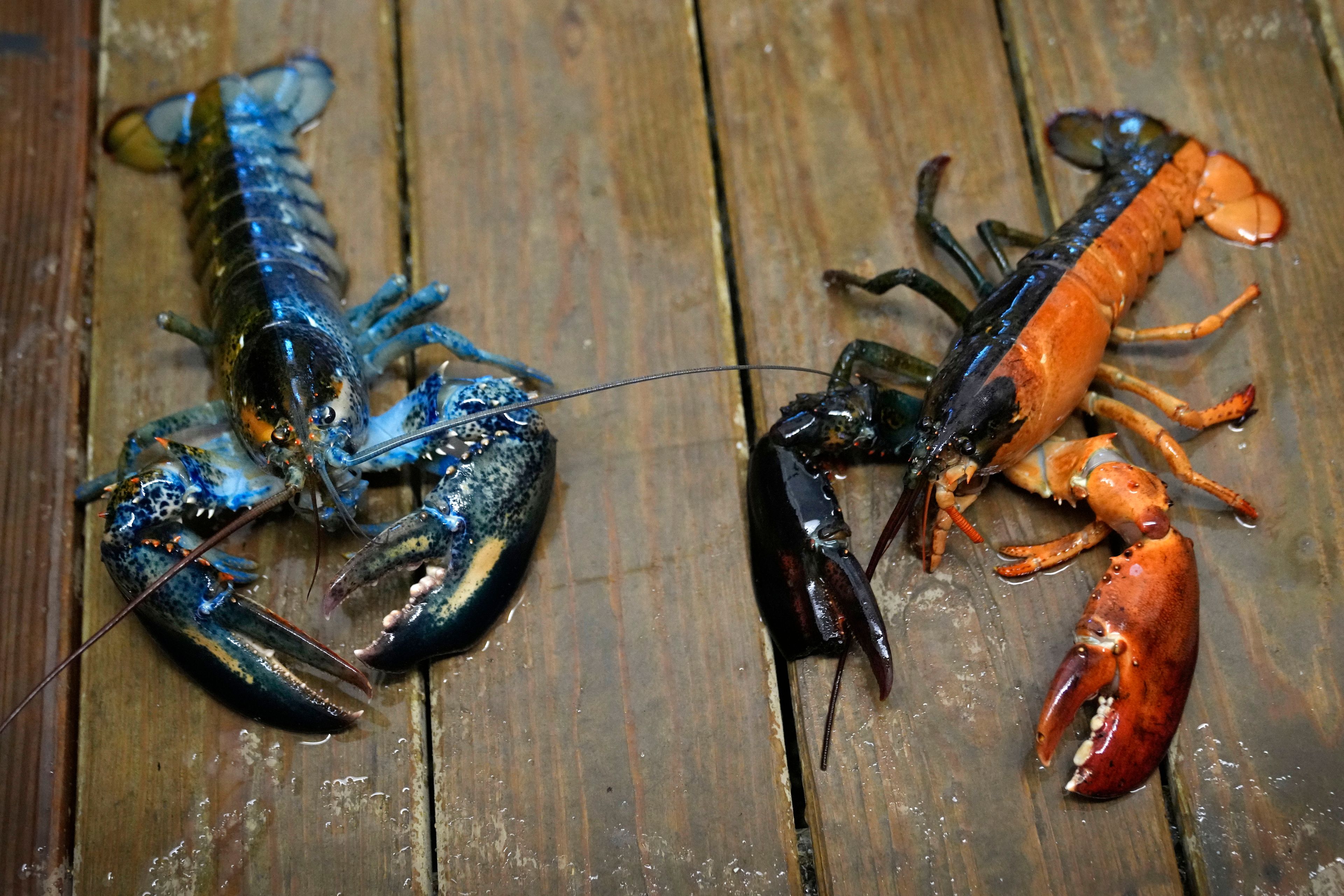 Blue and two-toned lobsters are seen in a marine sciences lab at the University of New England, Thursday, Sept. 5, 2024, in Biddeford, Maine.