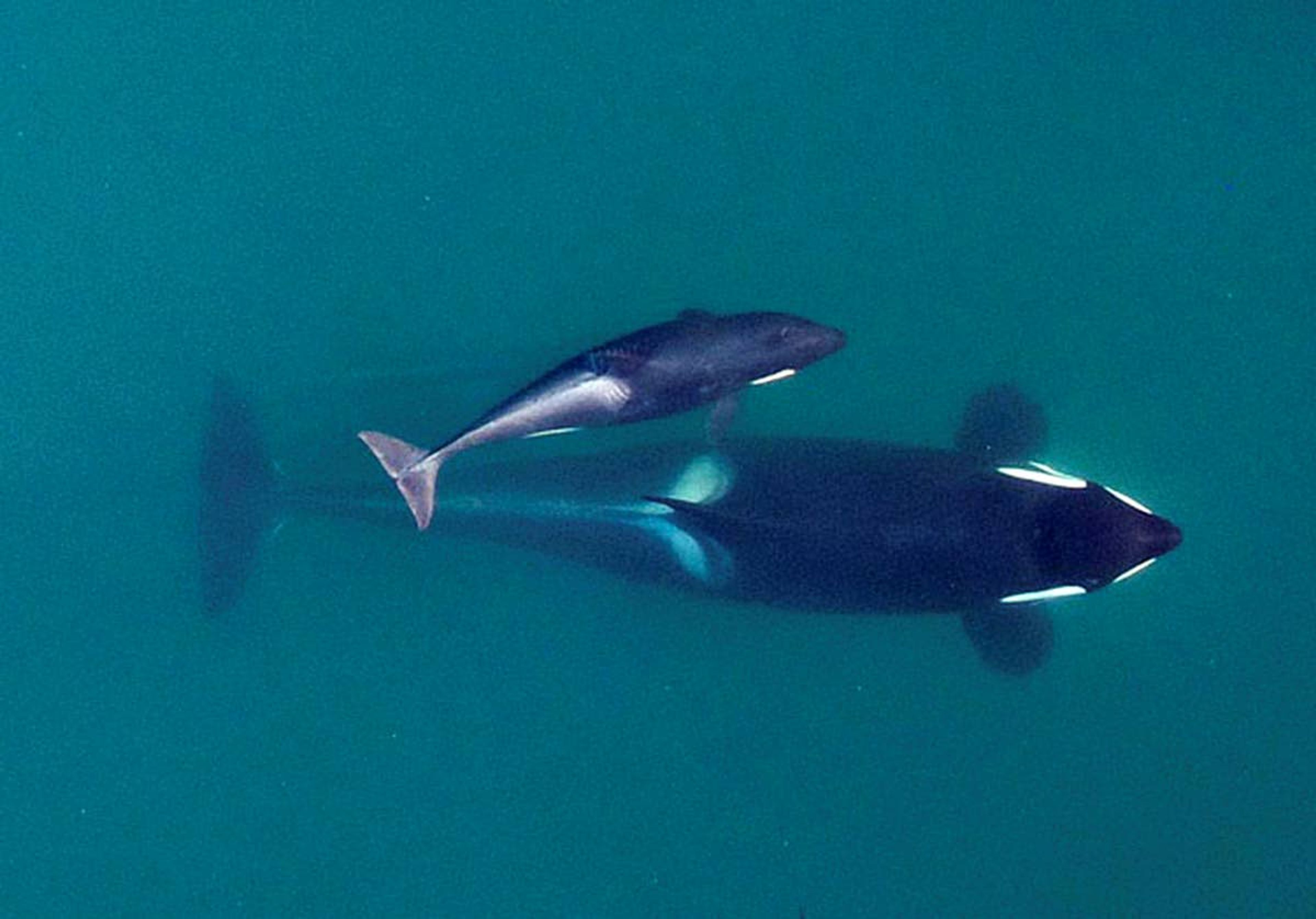 An aerial photograph of adult female southern resident killer whale J16 with her calf (J50) in 2015, when the calf was in its first year of life.