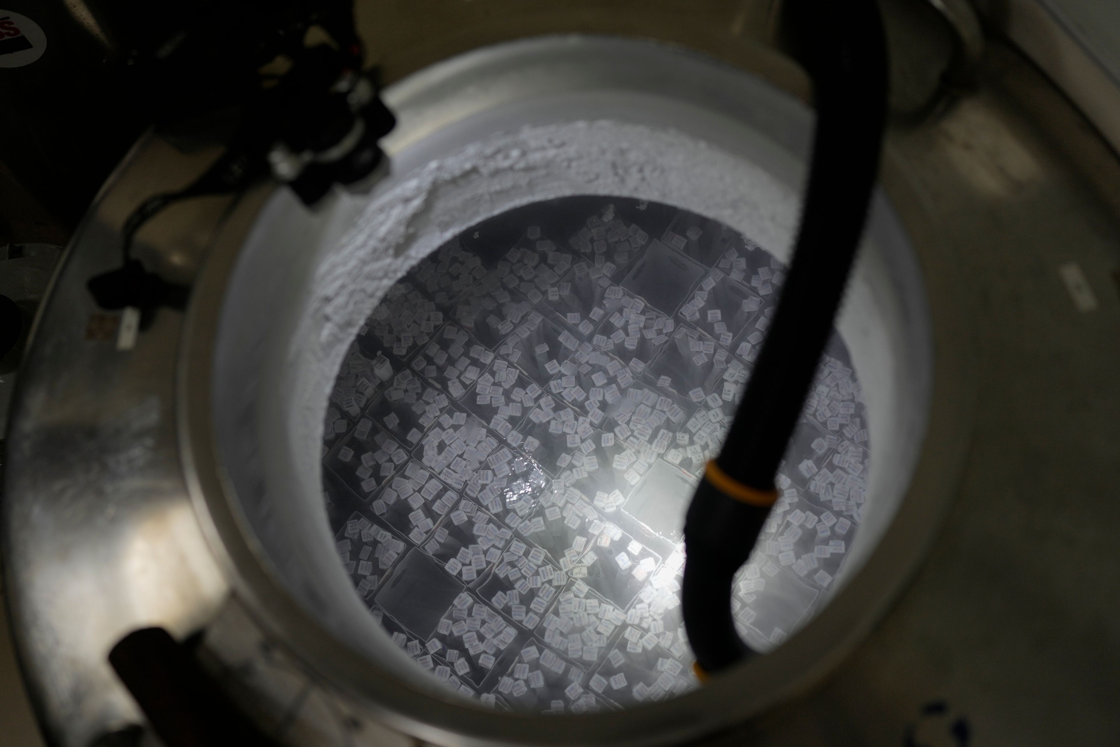 Cow embryos are stored at the ABS laboratory in Uberaba, Minas Gerais state, Brazil, Monday, April 29, 2024. The embryos are used for in vitro fertilization of surrogate cows.