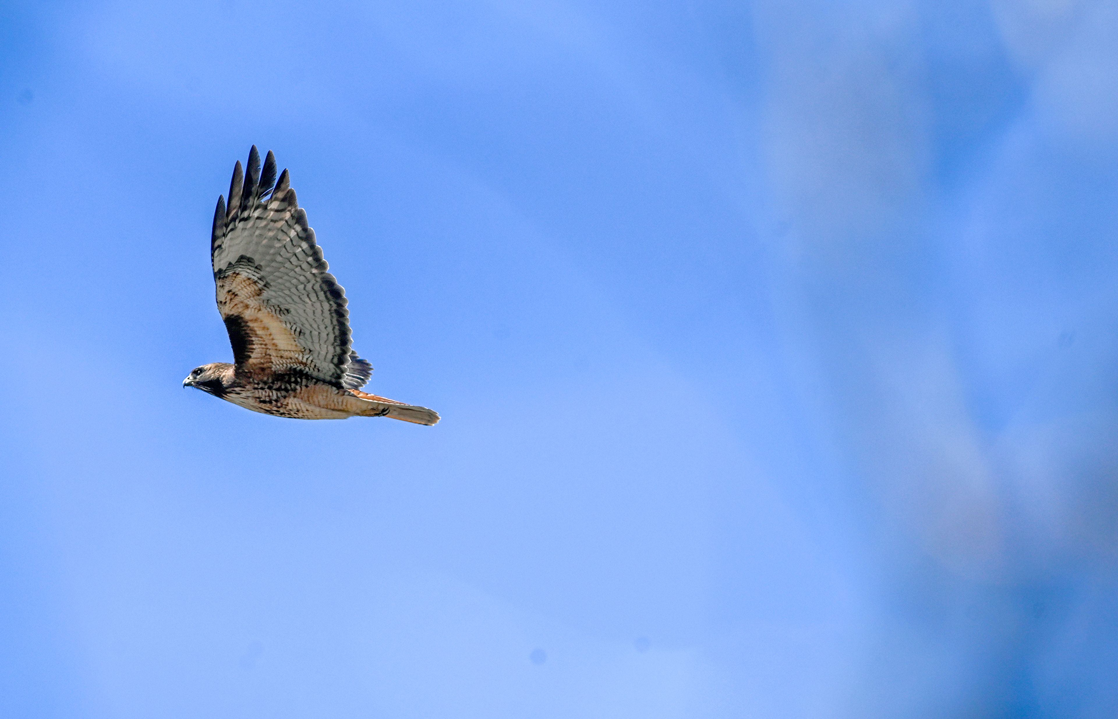 Vertical wingspan 