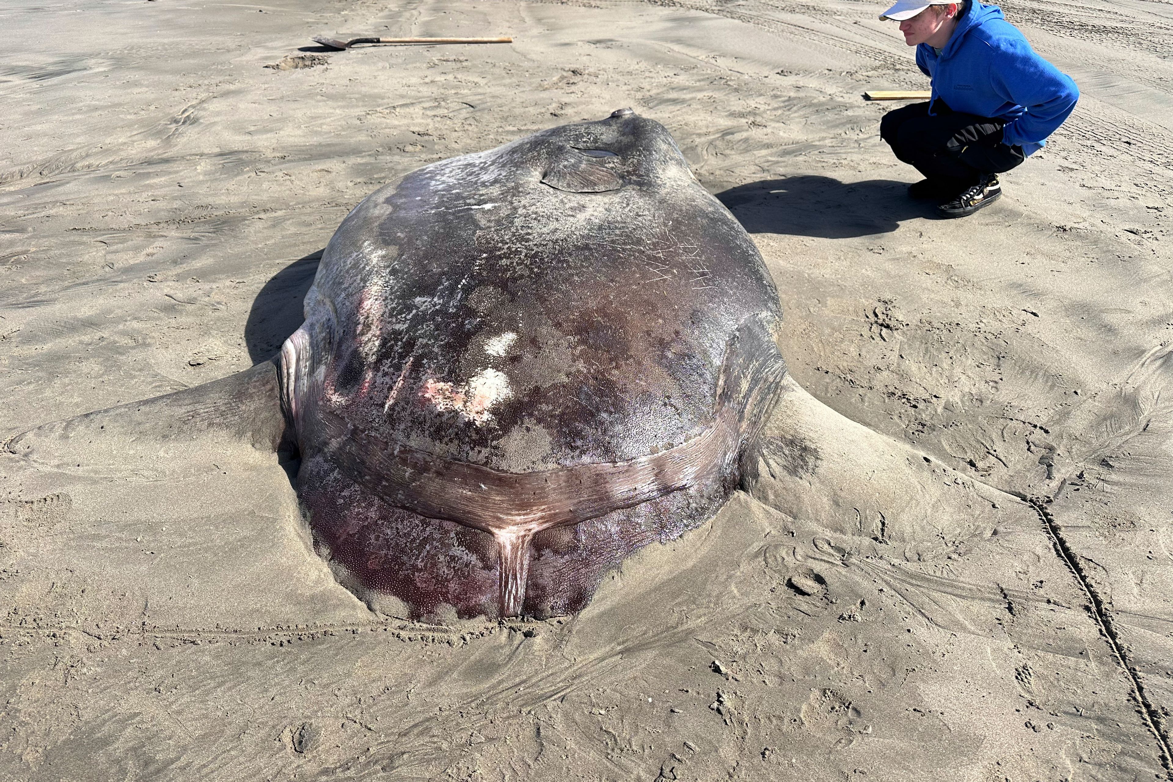 This image provided by Seaside Aquarium shows a hoodwinker sunfish that washed ashore on June 3, 2024, on a beach in Gearhart, Ore.