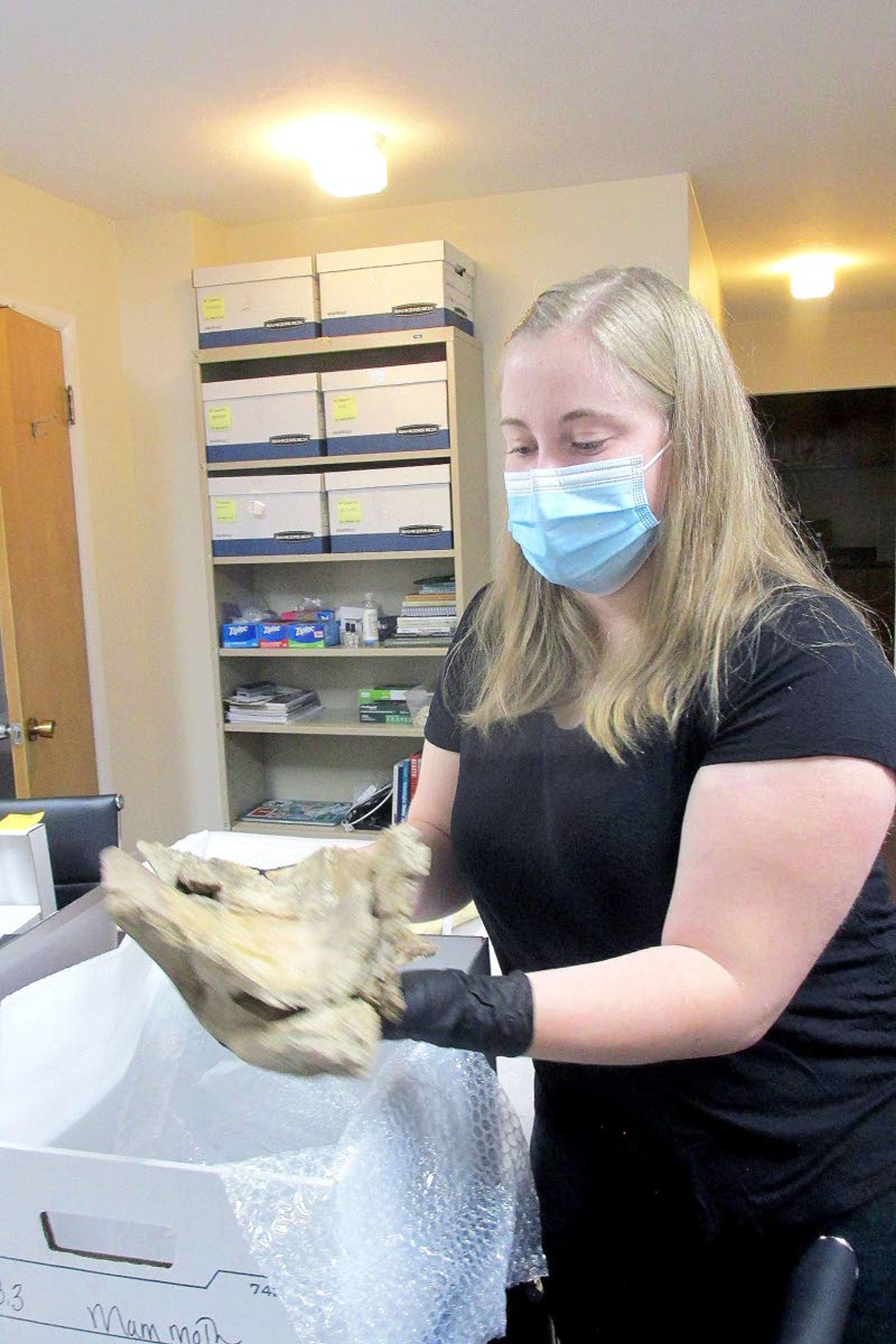 Kristina Frandson, curator at the Museum of Idaho, holds a mammoth bone taken from the Wasden cave about 20 miles west of Idaho Falls. Prehistoric human tools were found with the bones at the site.