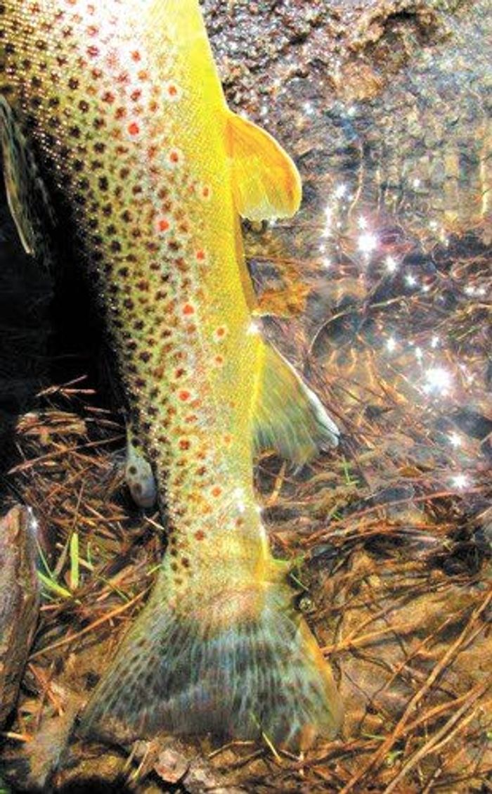 Hope springs eternal for angler