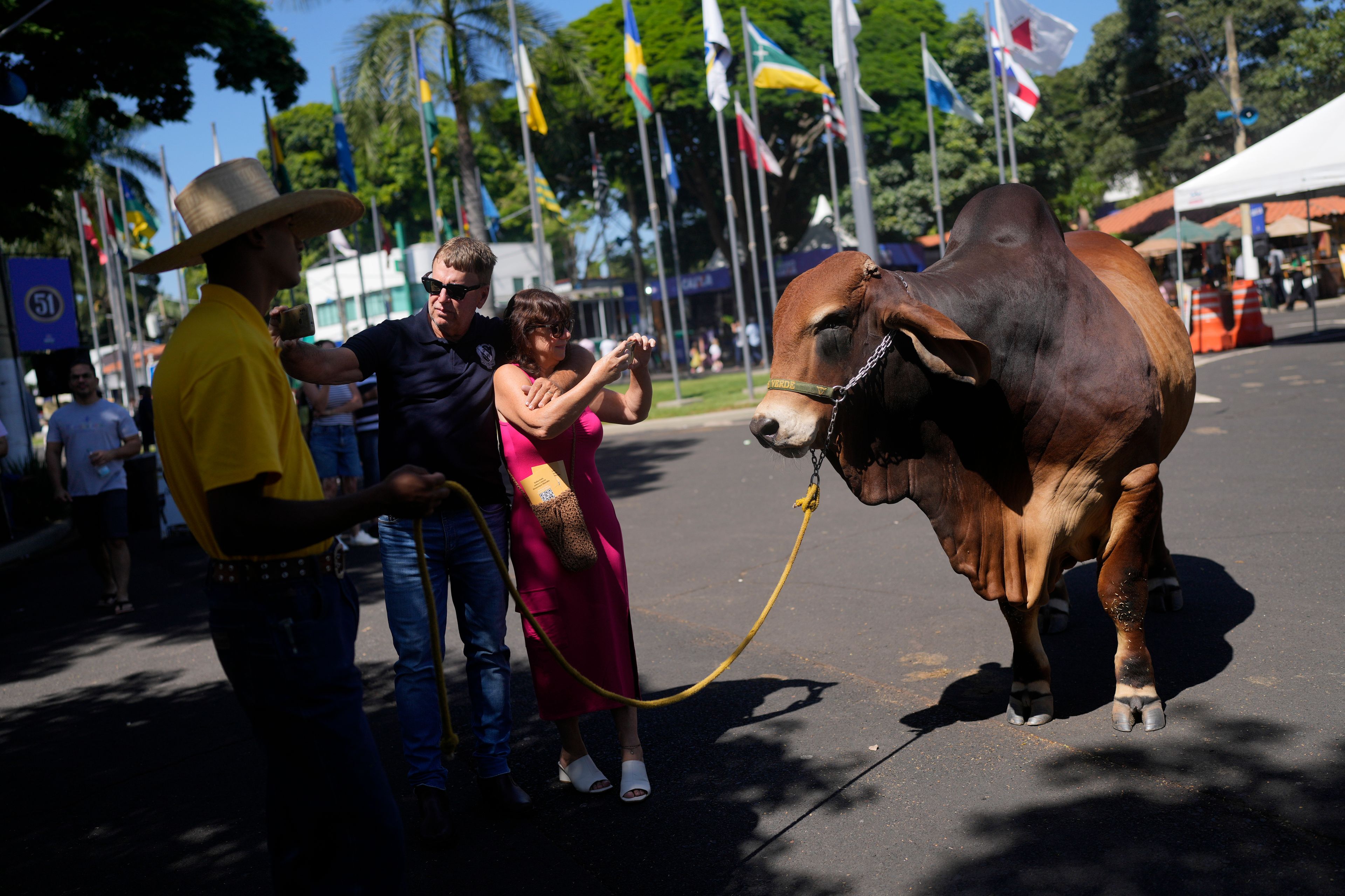 A couple photographs a Zebu cow during the ExpoZebu fair in Uberaba, Minas Gerais state, Saturday, April 27, 2024. The cattle industry is a major source of Brazilian economic development and the government is striving to conquer new export markets.