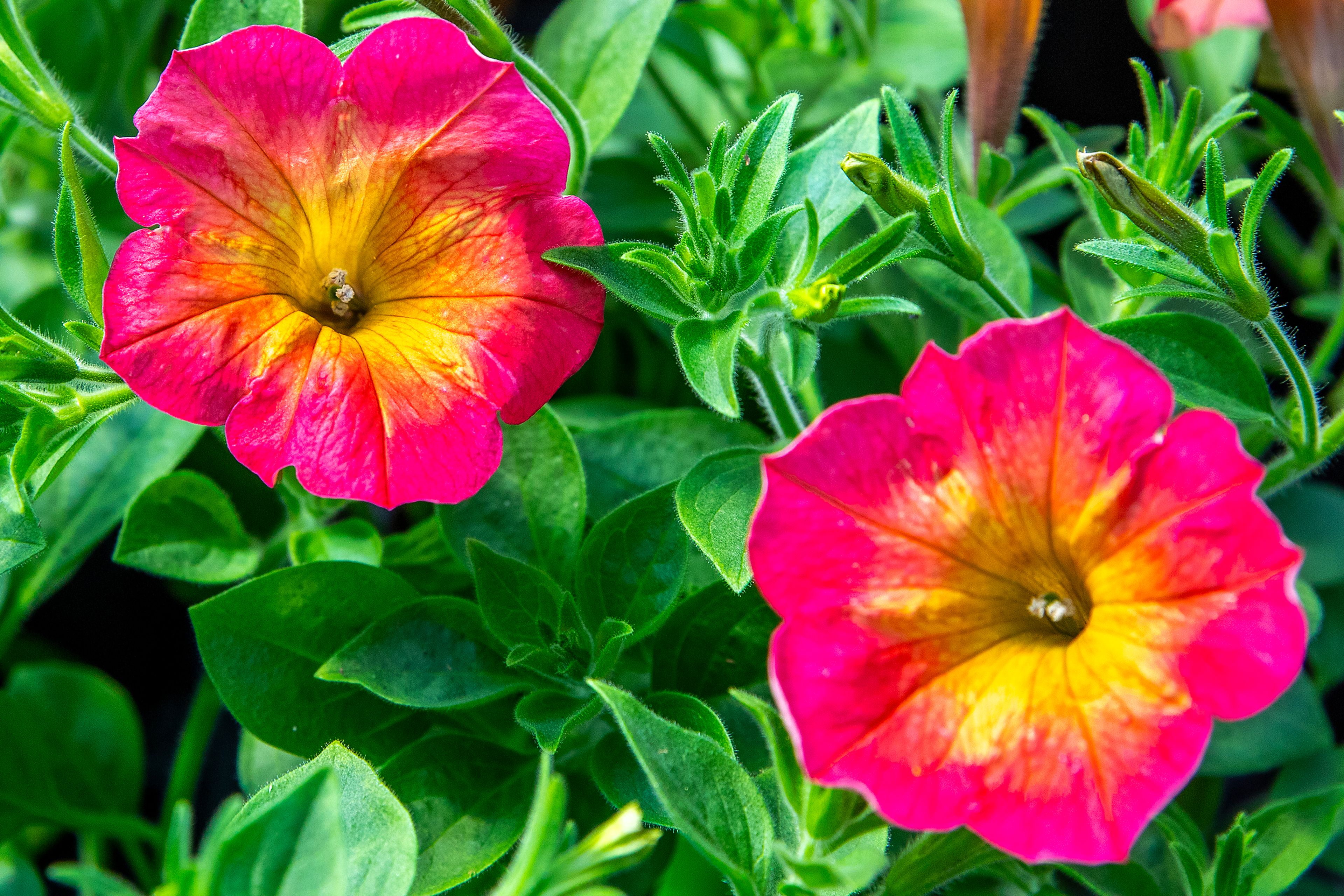 Flowers bloom Saturday at Patt’s Garden Center in Clarkston.