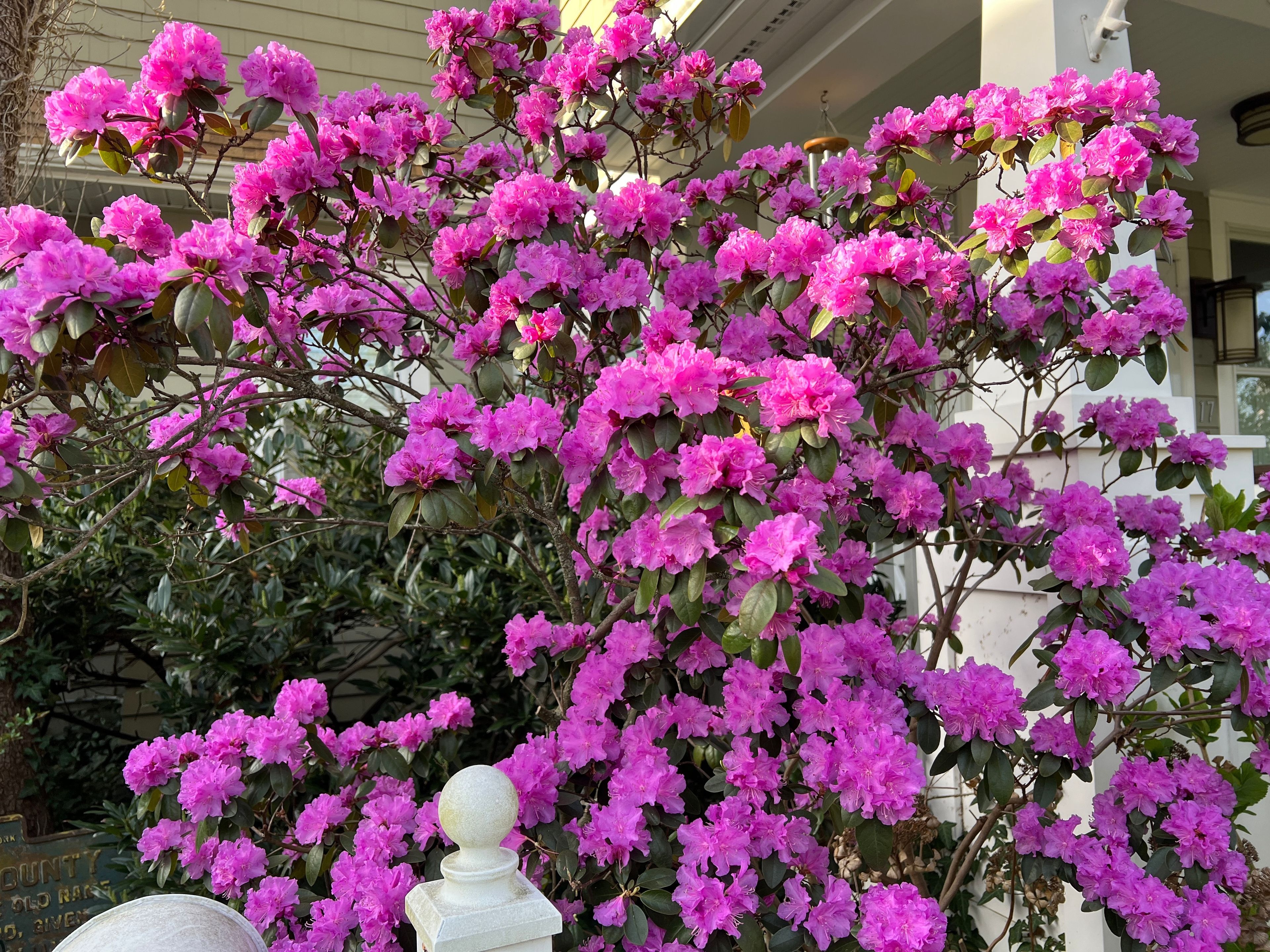 If you want to move shrubs, make sure time is right