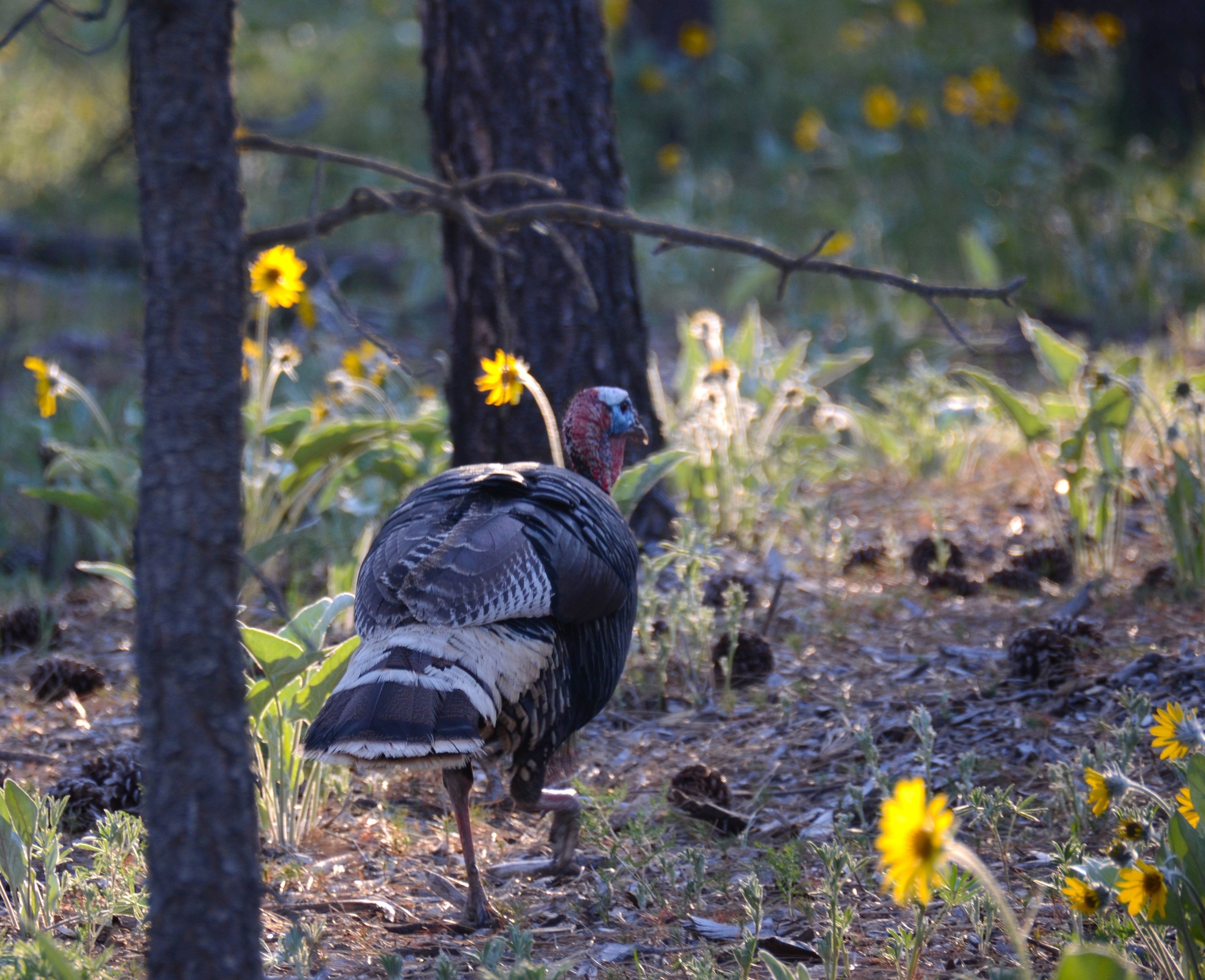 After an early-morning burst of gobbling, a mature tom turkey might quietly cover some ground following hens and feeding. But he’s likely to fire up again in midmorning and midafternoon.