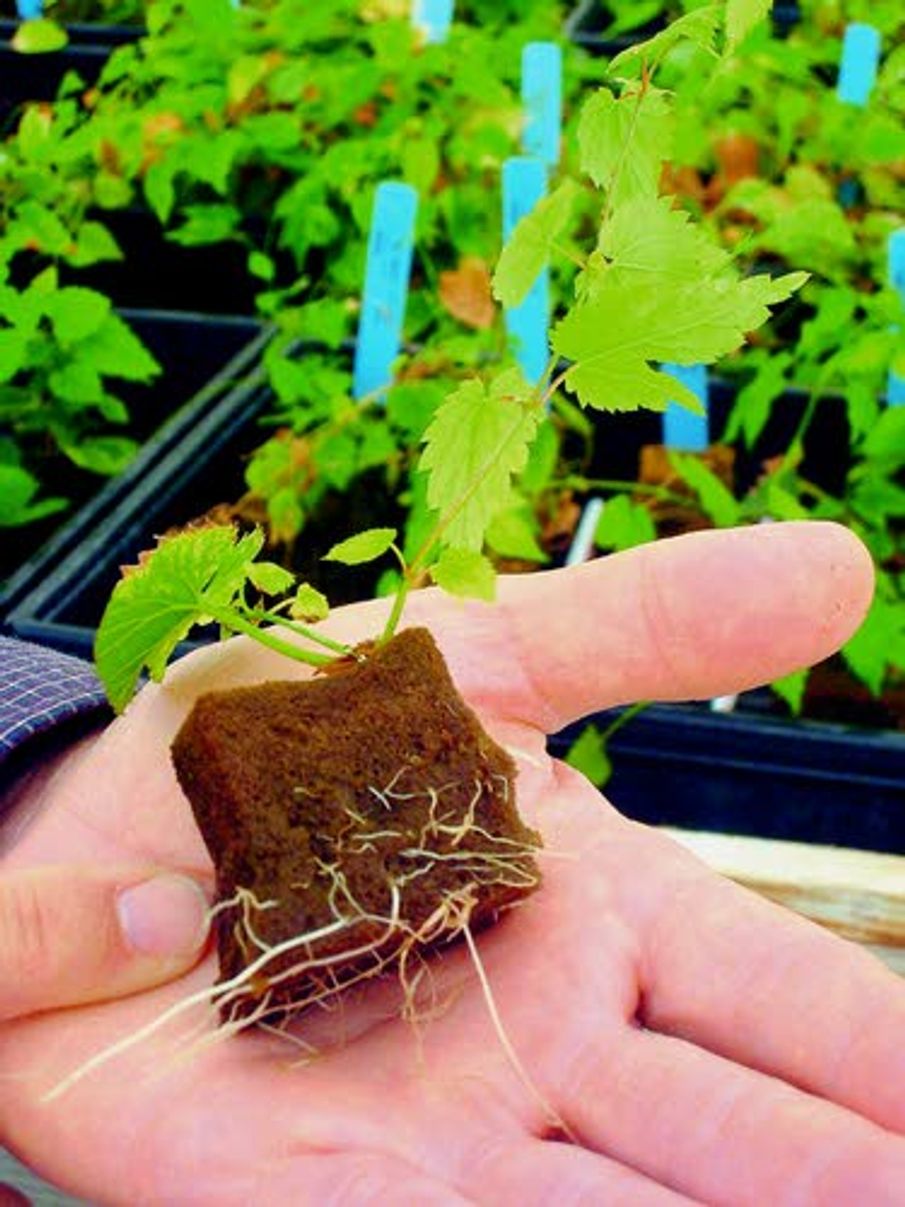 Brewers seek hop plants amid worldwide shortage