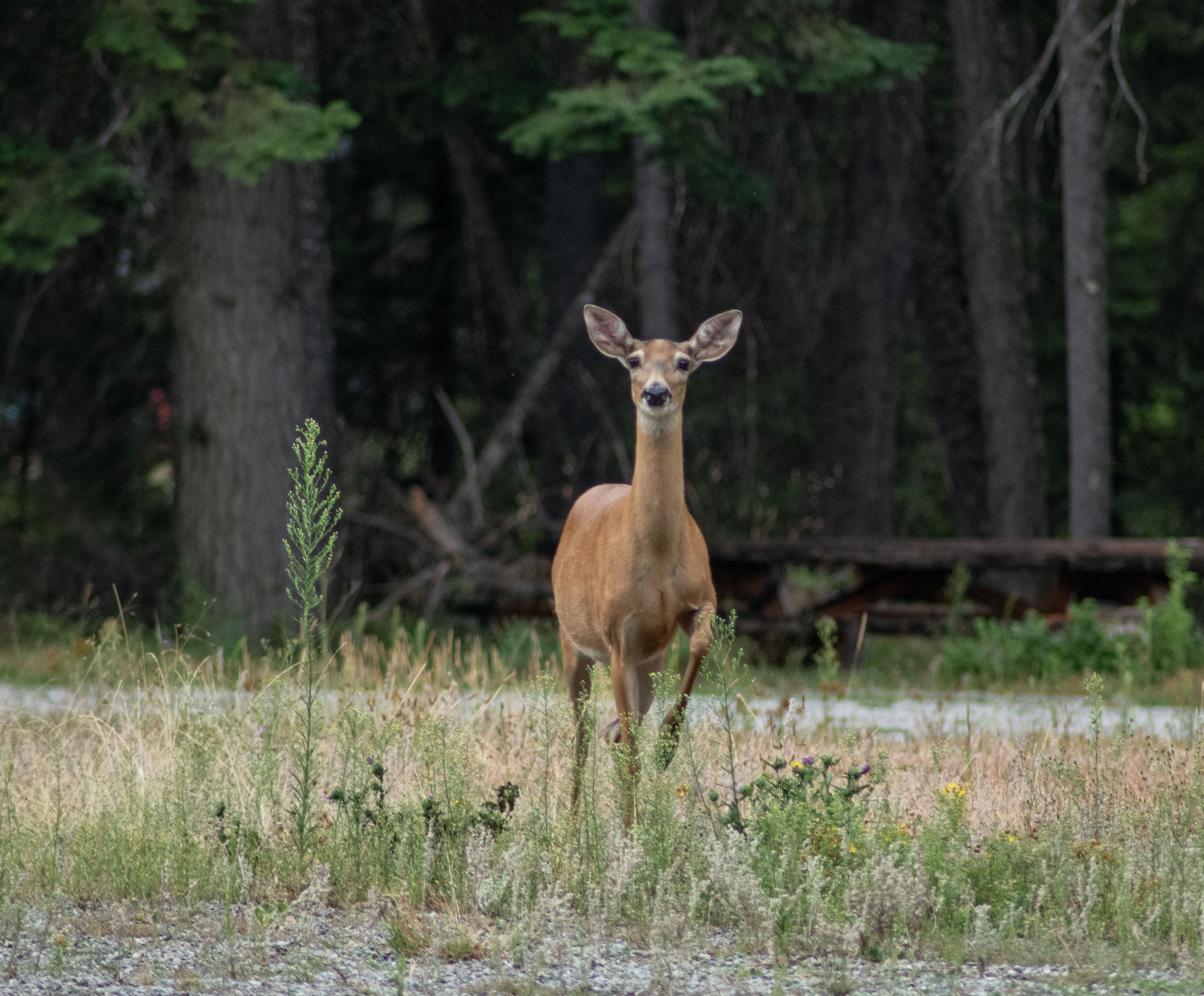 A Washington State University wildlife disease lab will be busy this fall with an expected inundation of deer and elk samples submitted by hunters for chronic wasting disease testing.