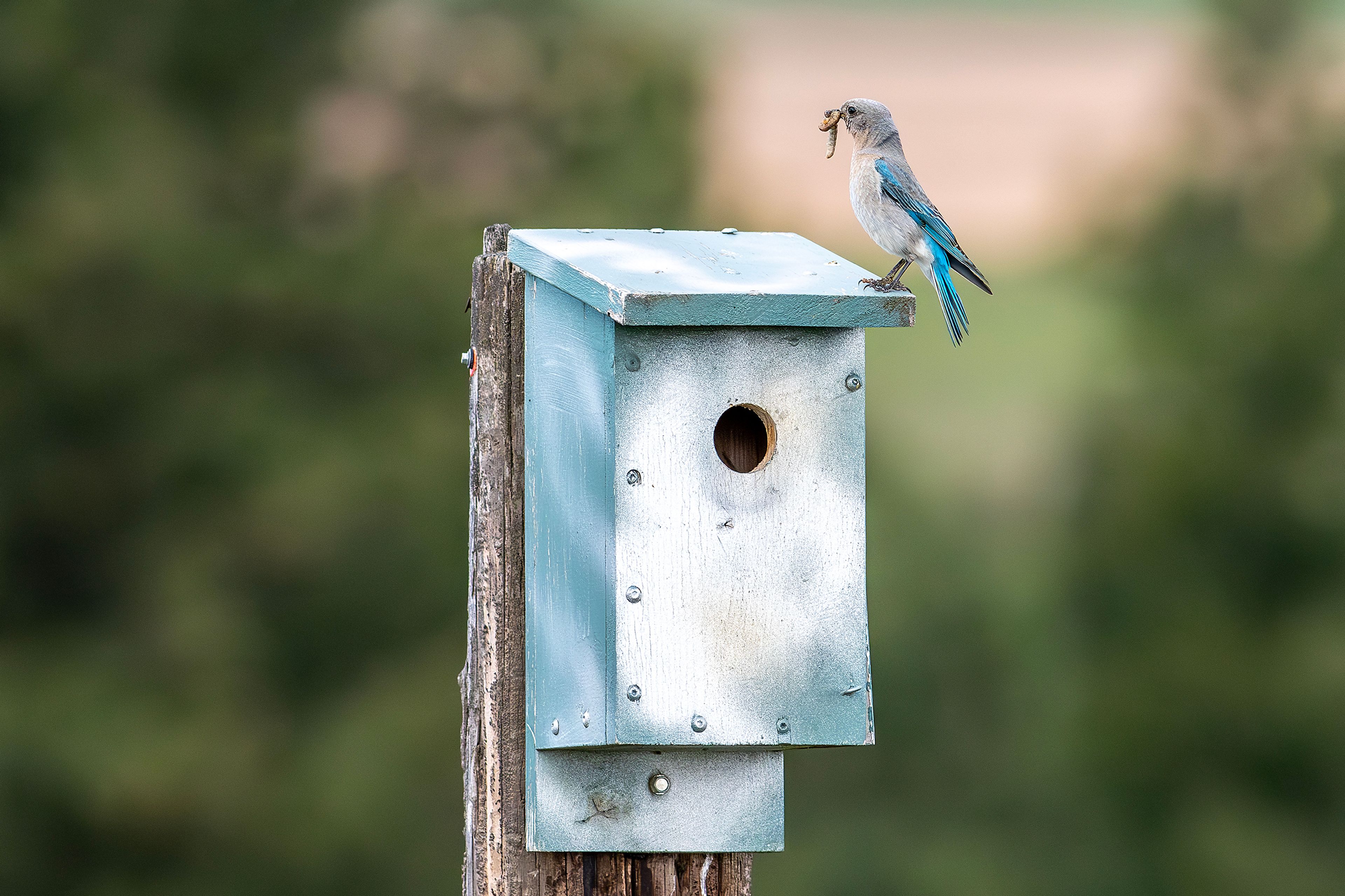 A female bluebird sits on the top of a bird box where the bluebirds nest is Wednesday south of Cloverland.