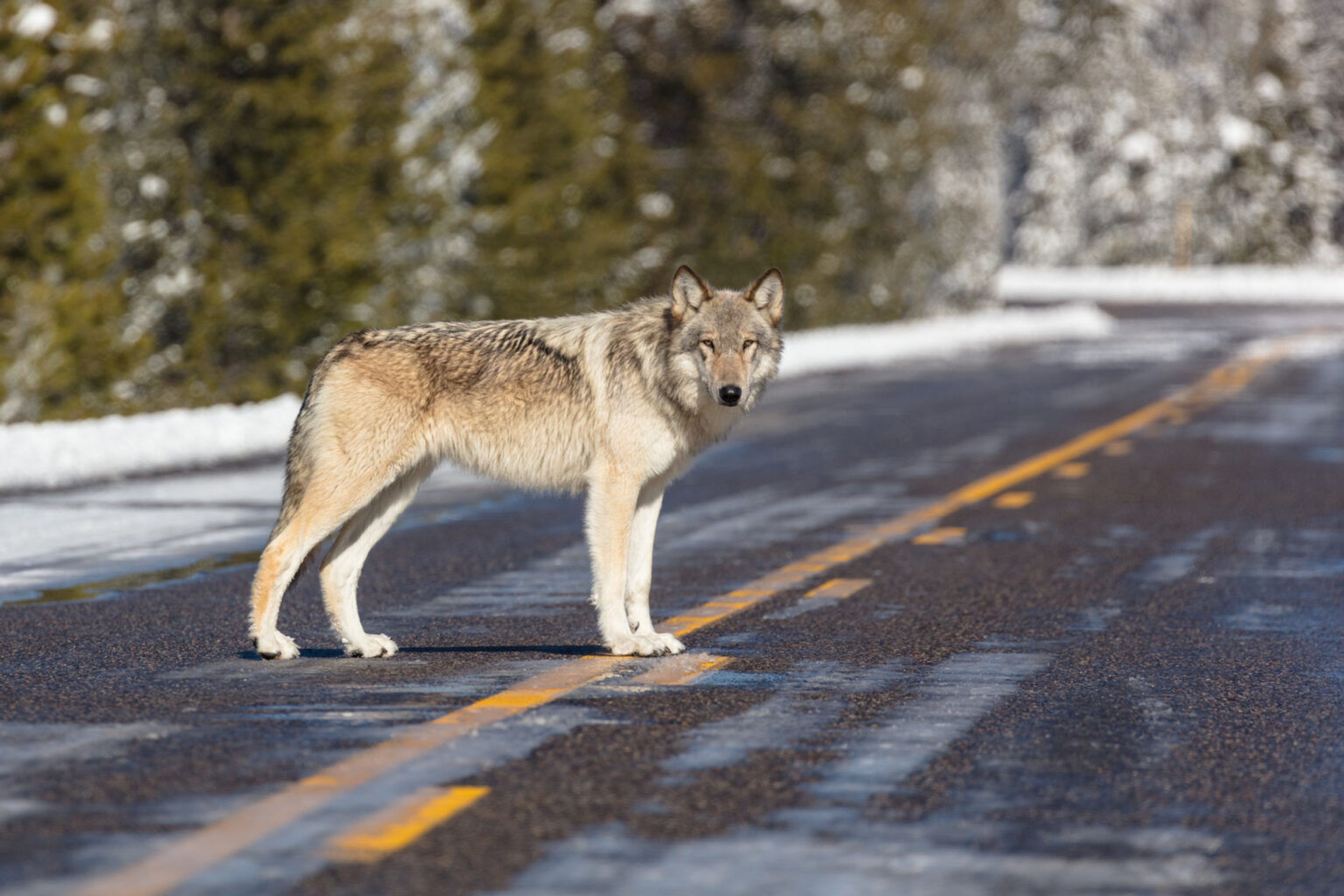 Study: Wolves have been central to NW ecology