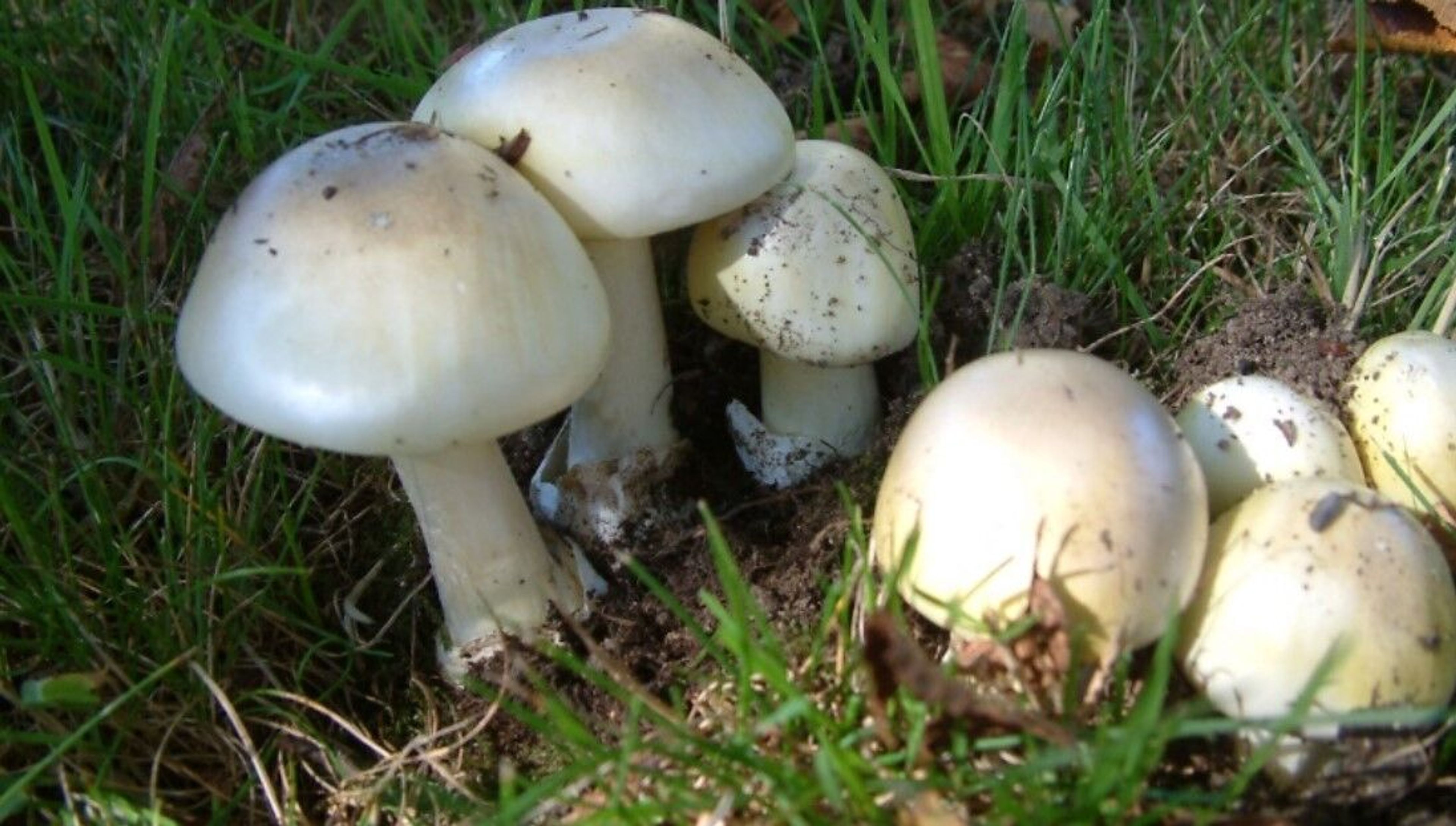 Death cap mushrooms (Amanita phalloides) are shown growing in grass. The deadly fungi was found growing in Boise last fall, the first documented case of it in Idaho. The state health department issued a warning about the mushroom earlier this month.