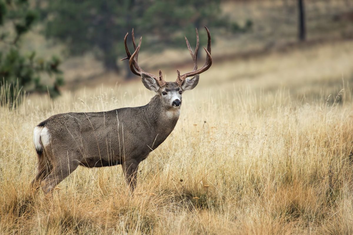 Point-counterpoint: Mule deer: Idaho’s chosen ones