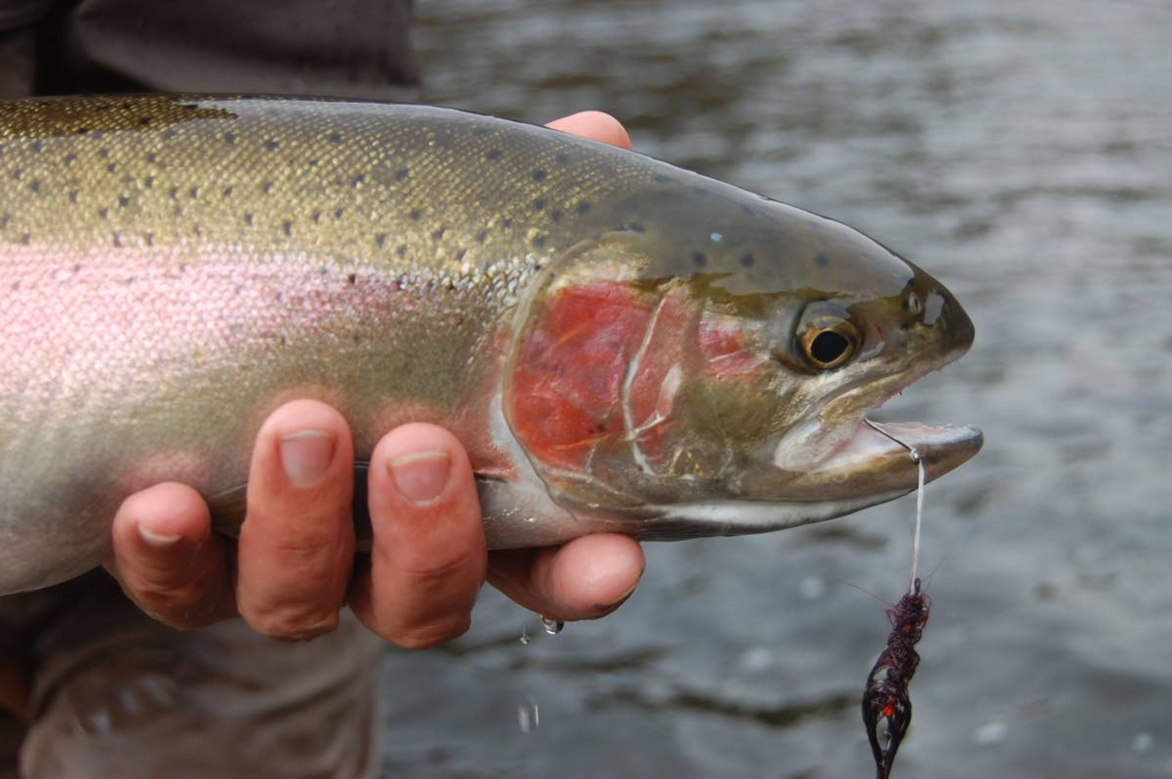 State, tribal and federal fisheries managers have once again downgraded their forecast for the return of steelhead to the Snake and Columbia rivers.