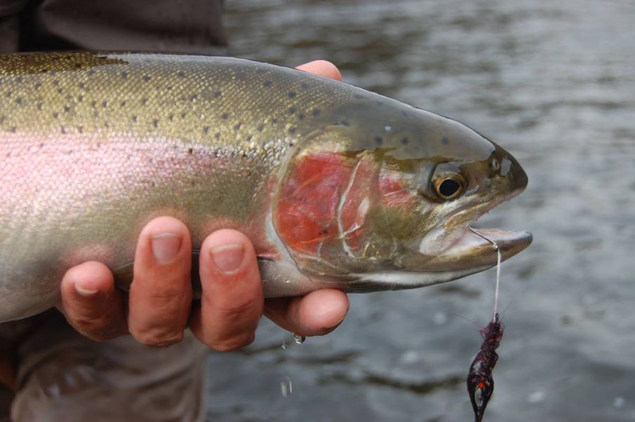 Panel votes to revive steelhead season