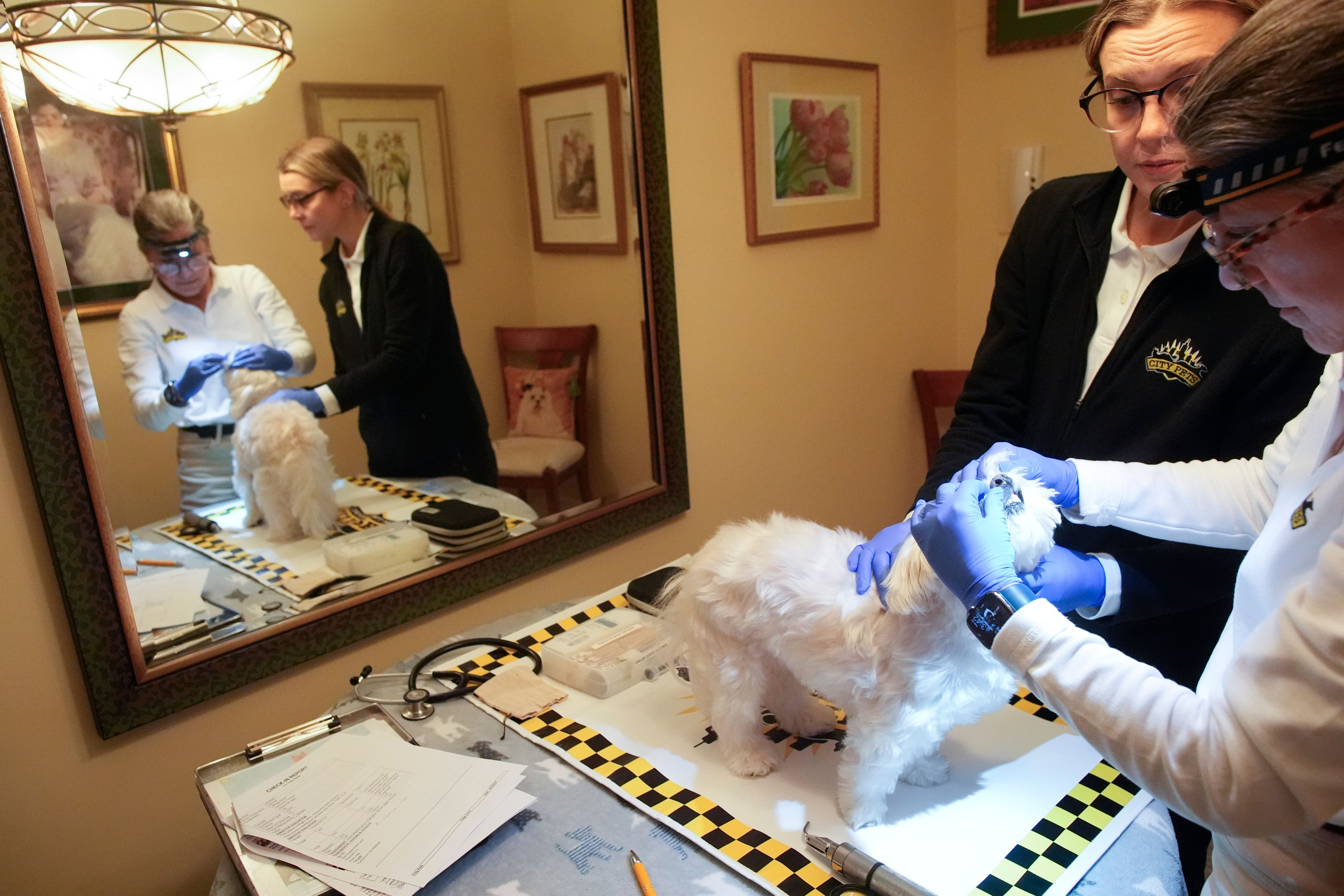 Dr. Amy Attas, right, and licensed veterinary technician Jeanine Lunz, right, examine Cody Healey, an 8 year old male Maltese, during a house call, Tuesday, April 23, 2024, in New York.