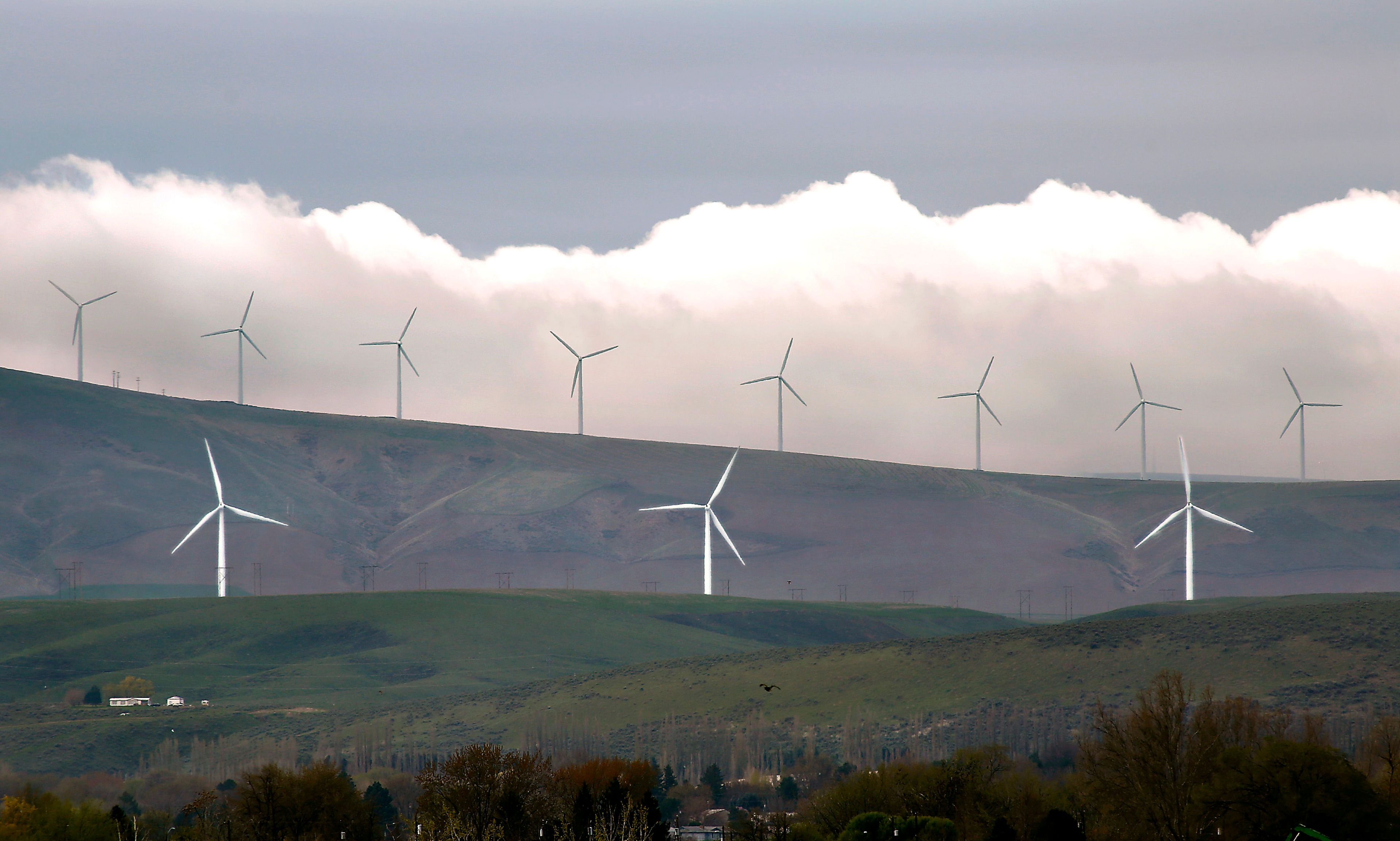 FILE - Wind turbines are seen on April 16, 2019, south of Kennewick, Wash. Washington Gov. Jay Inslee on Thursday, May 23, 2024, rejected a recommendation to cut a proposal for what would be the state's largest wind farm in half, giving new life to the $1.7 billion project. (Bob Brawdy/The Tri-City Herald via AP, File)