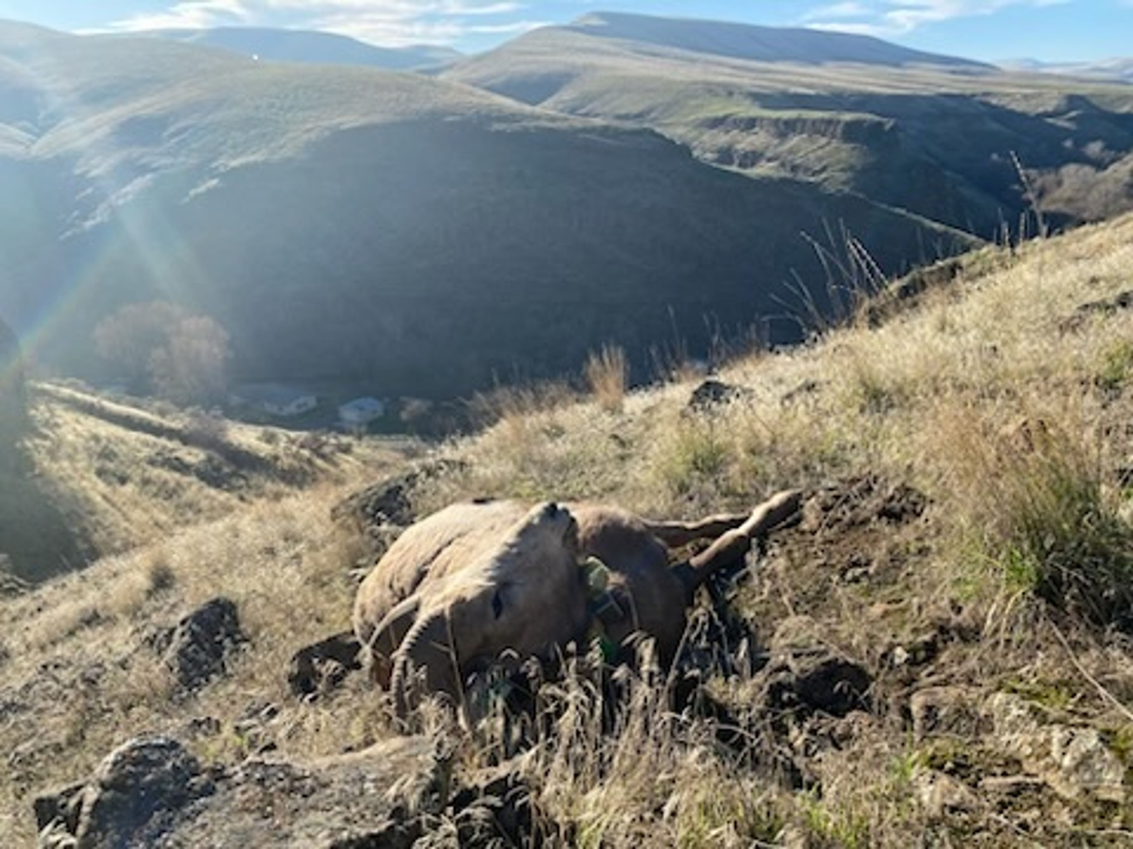 Bighorn advocates boost reward for a pair of bighorn poachings