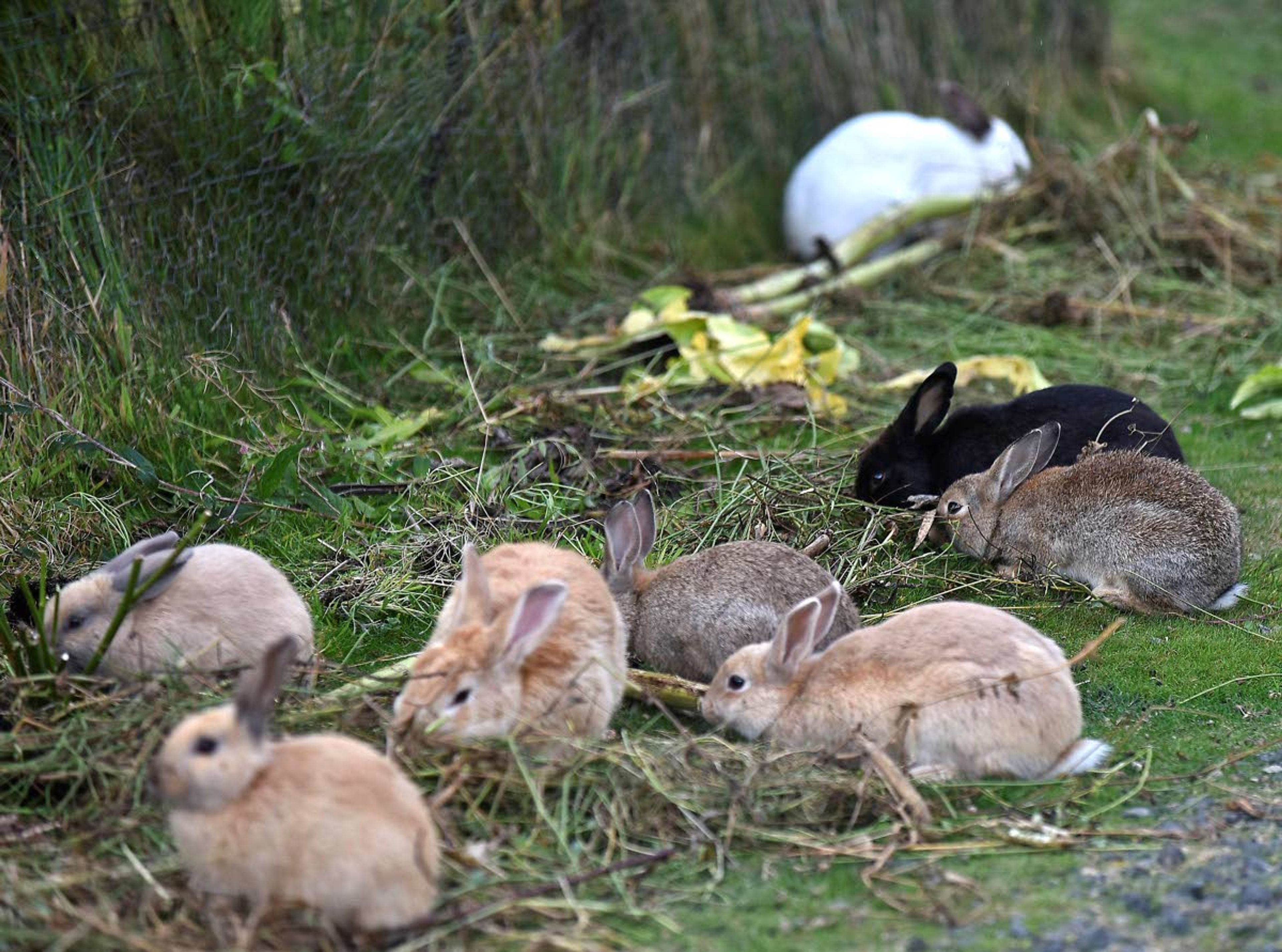 In this Sept. 12 photo, feral rabbits gather near a resident’s garden in Cannon Beach, Ore. Cannon Beach has discovered that no agency has responsibility for the booming population of feral rabbits that has overtaken the popular beach town.