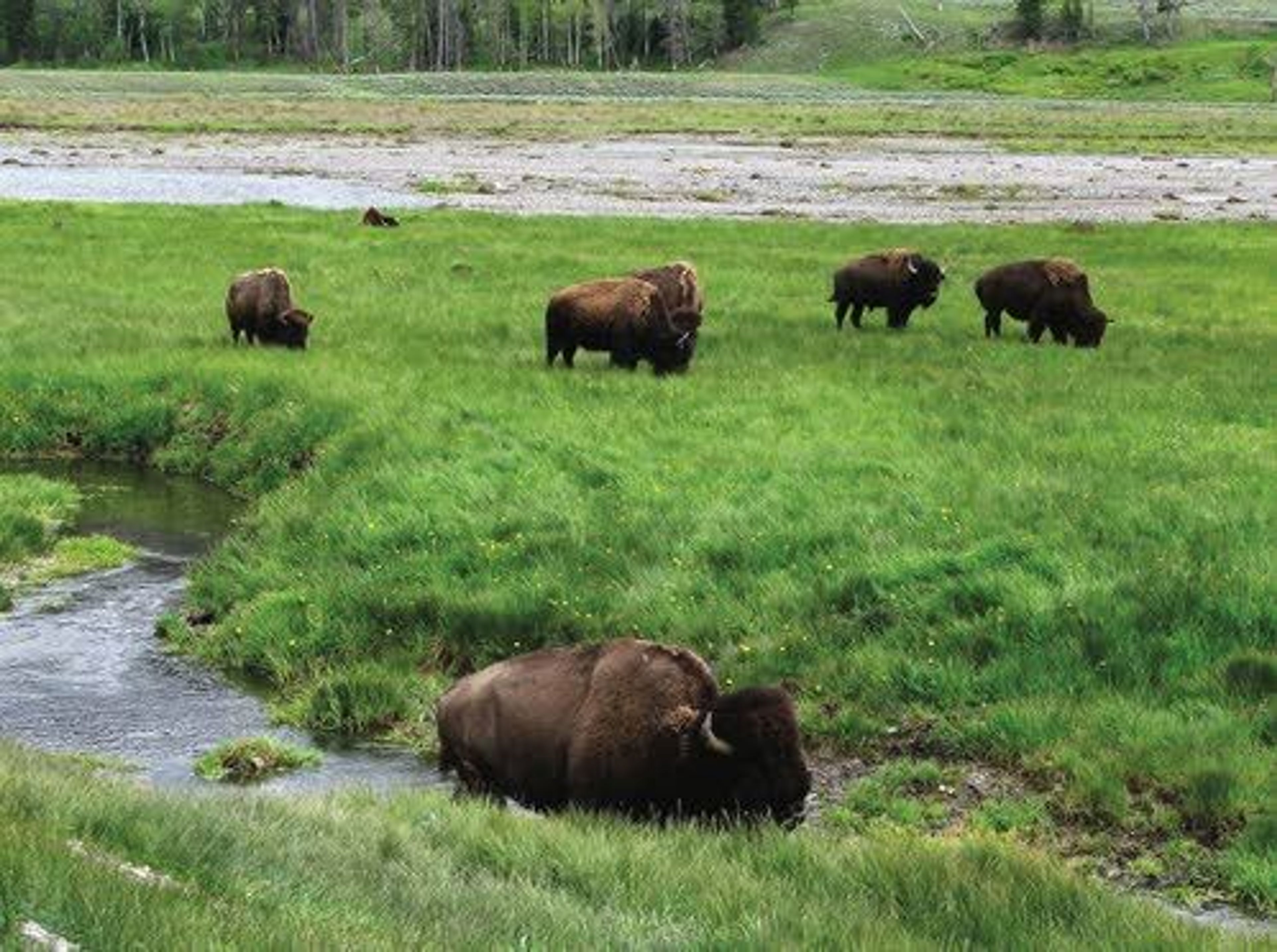 In this 2014 photo, bison graze near a stream in Yellowstone National Park in Wyoming. A proposal to revamp an agreement between Montana and federal officials that allows for the mass slaughter of wild bison migrating from Yellowstone National Park will get its first public airing next week.