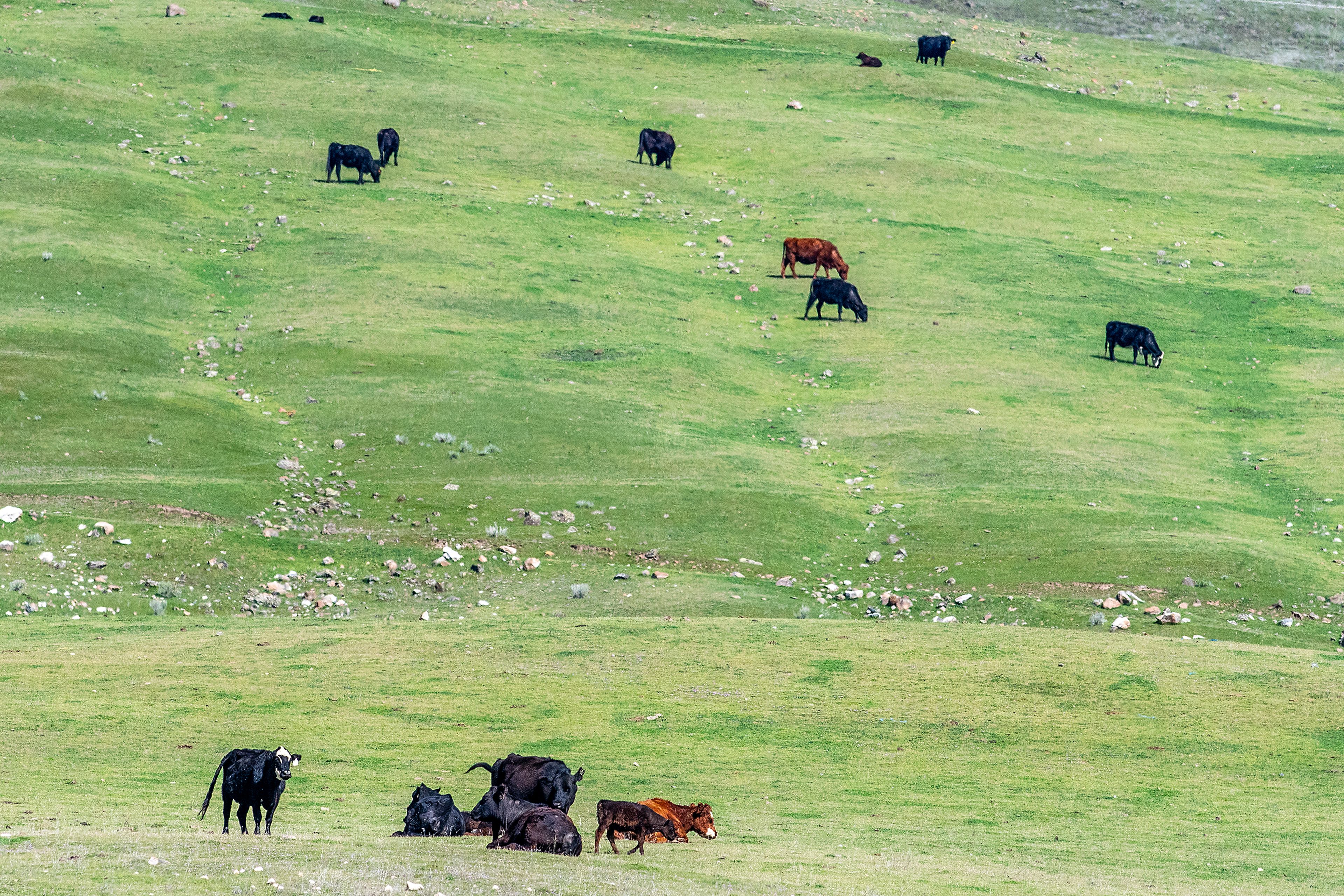 Burgeoning beef prices