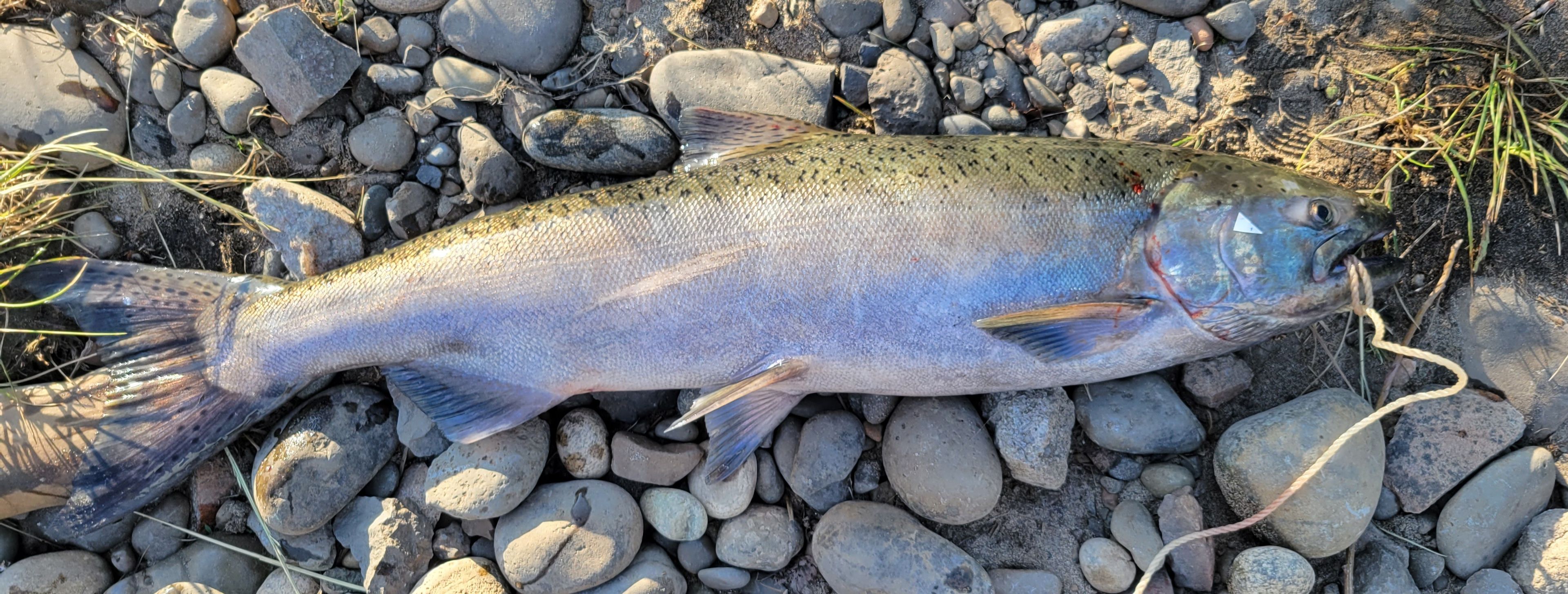 There are plenty of spring chinook remaining on Idaho's harvest share for the Clearwater and Salmon rivers but the fish are quickly moving upstream.