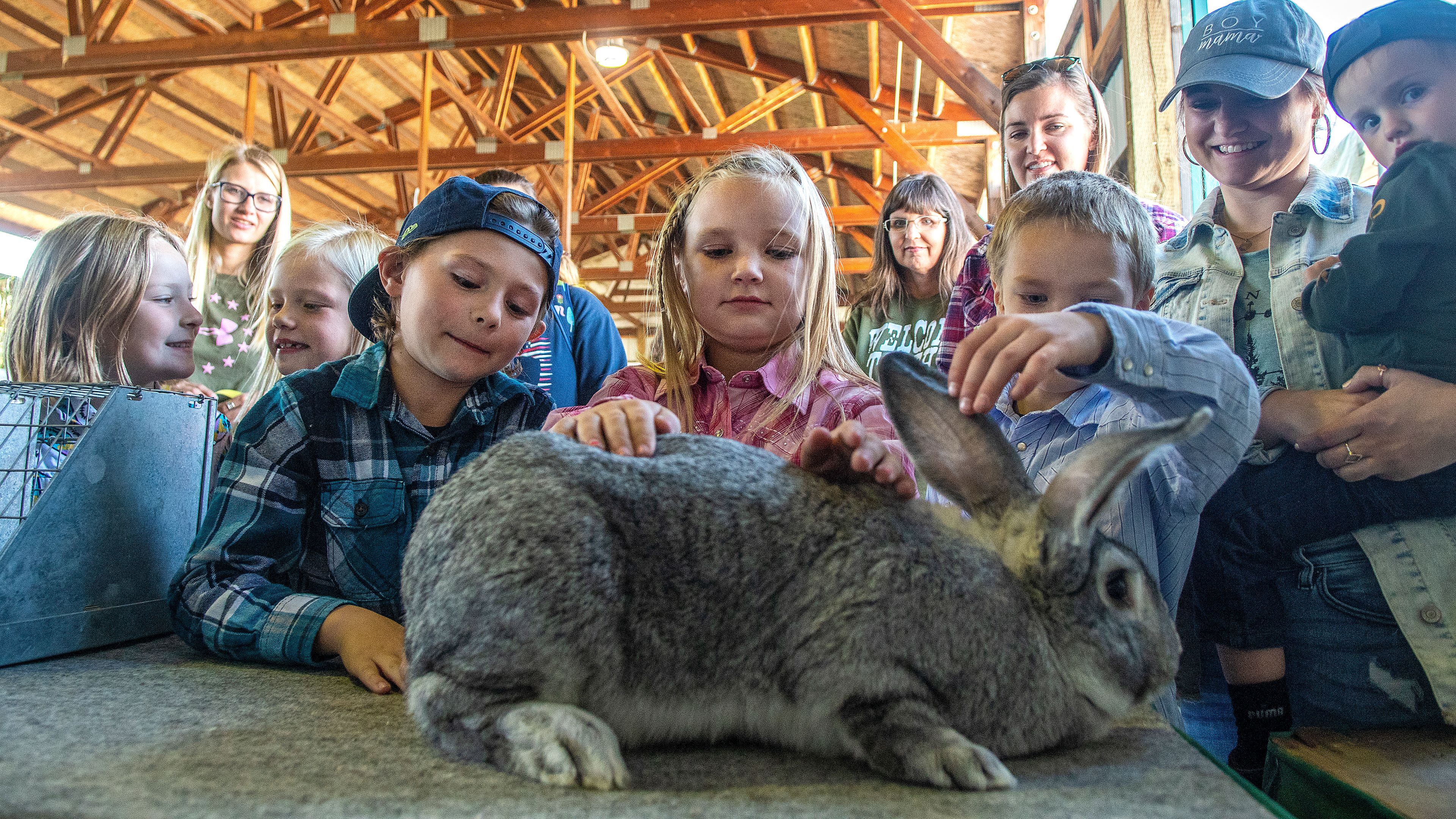 Landon Musik, 8, from left, Aria Cochrane, 7, and Jefferson Patten, 7, pet a light gray Flemish Giant rabbit named Rubel at the Latah County Fair Thursday afternoon in Moscow.