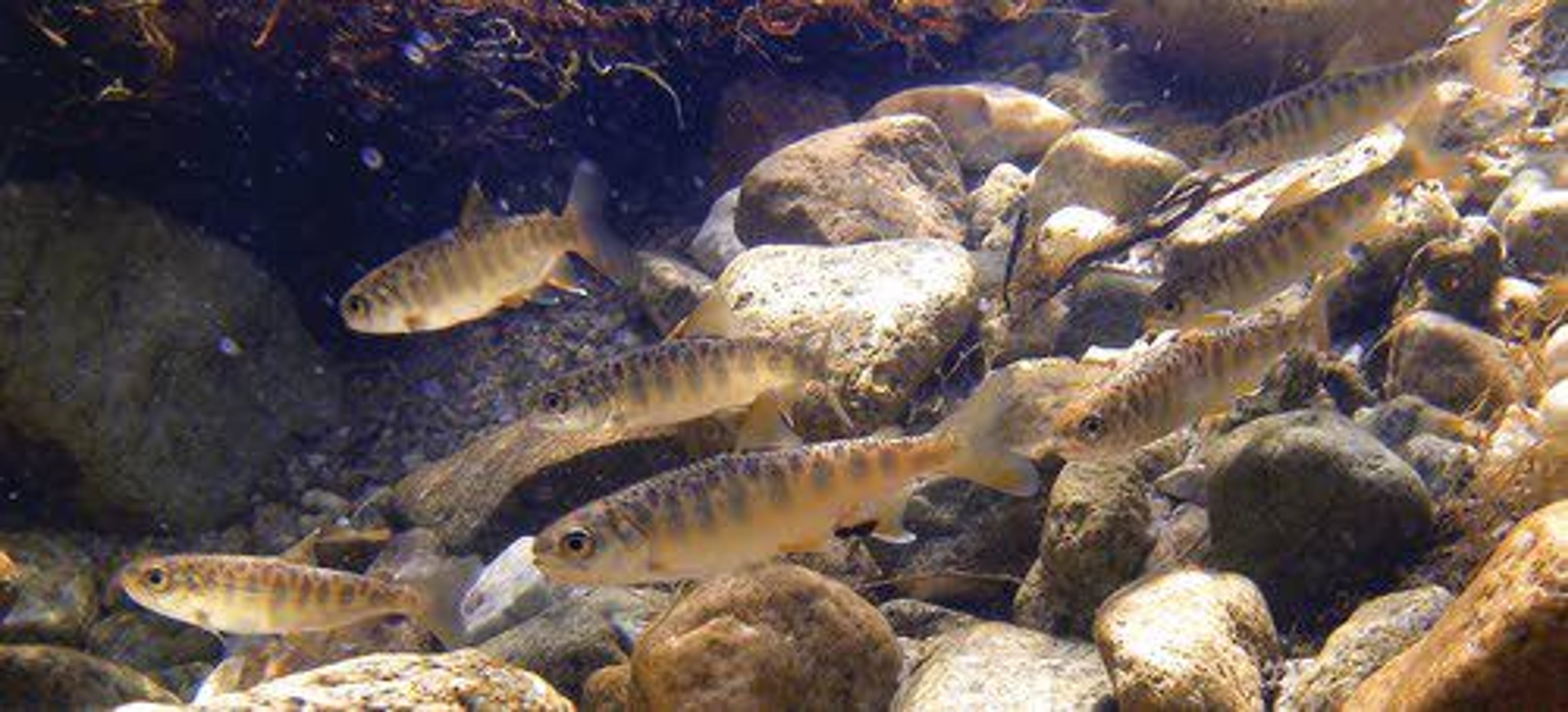 Juvenile spring chinook gather in a pool in Marsh Creek, a tributary to the Middle Fork of the Salmon River. Warming ocean conditions have hit fish returns hard.