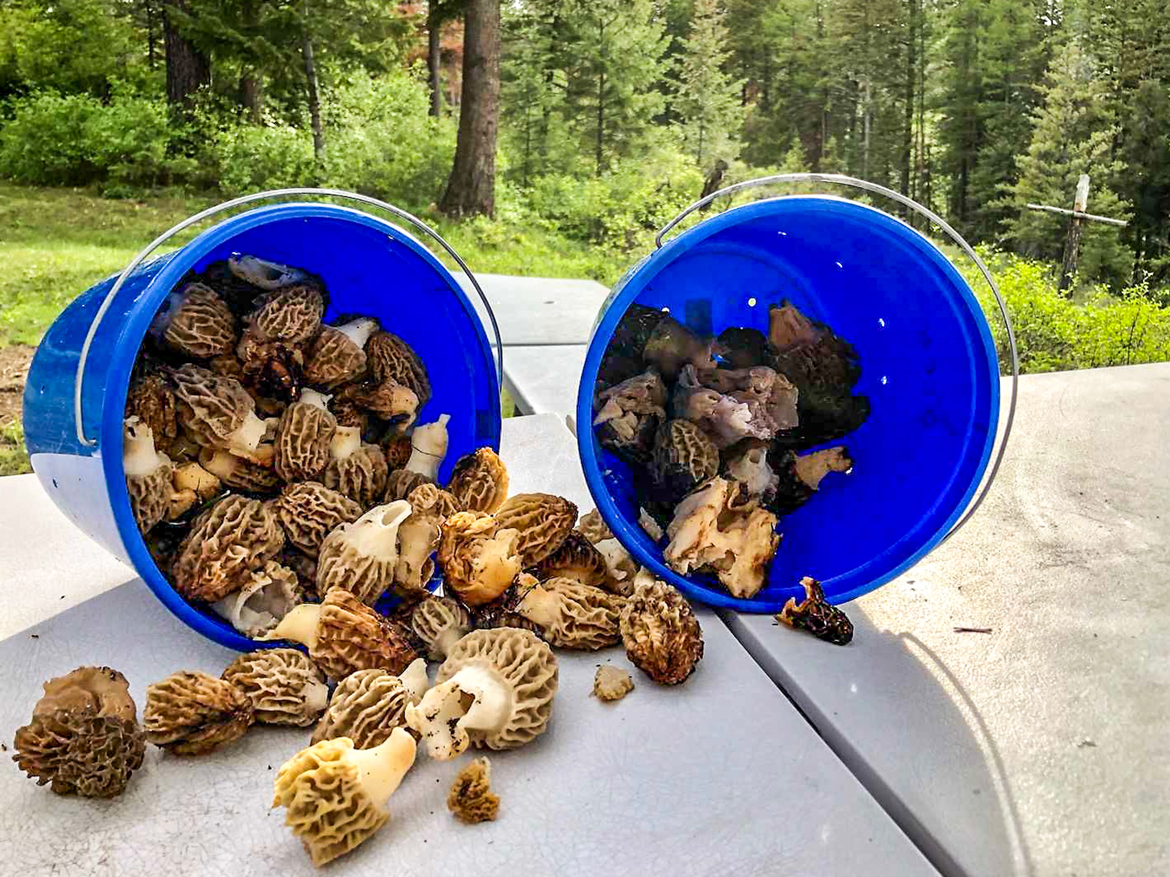 The Blue Mountains are a good spot to pick morel mushrooms in May and June.