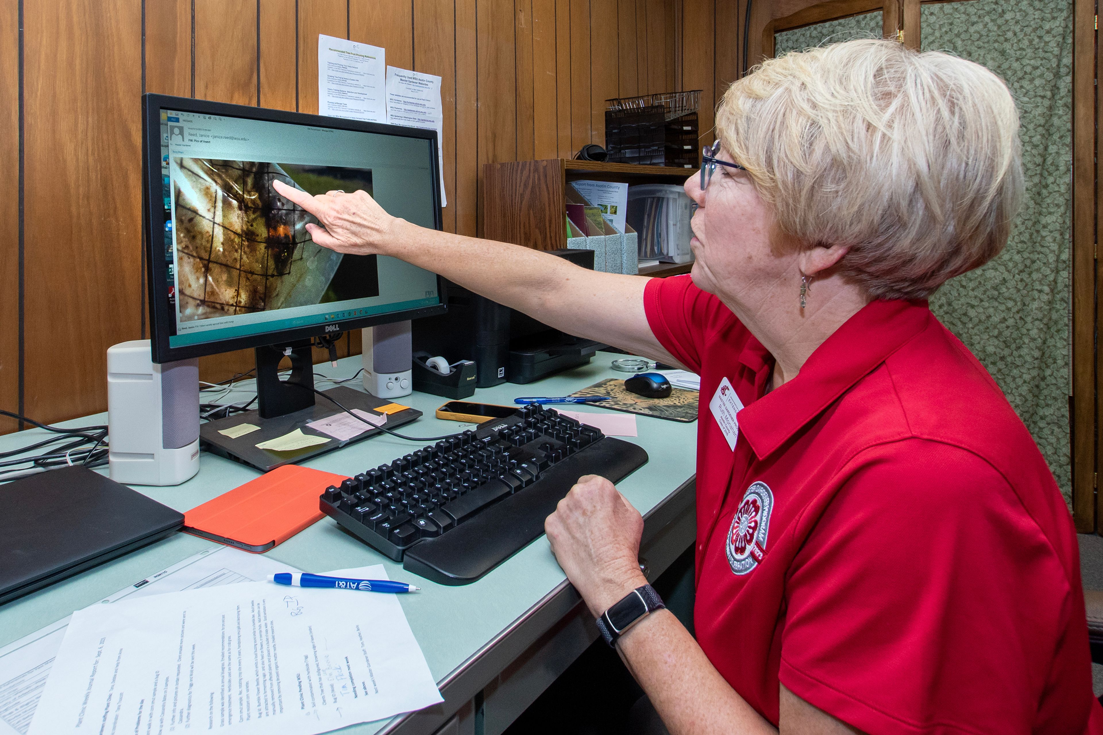 Asotin County Master Gardener Ruth Monohan points to the balls on the tips of the antennae as she tries to identify an insect from a picture emailed in by a resident September 13. The insect was caught in a fly trap, making its identification difficult.