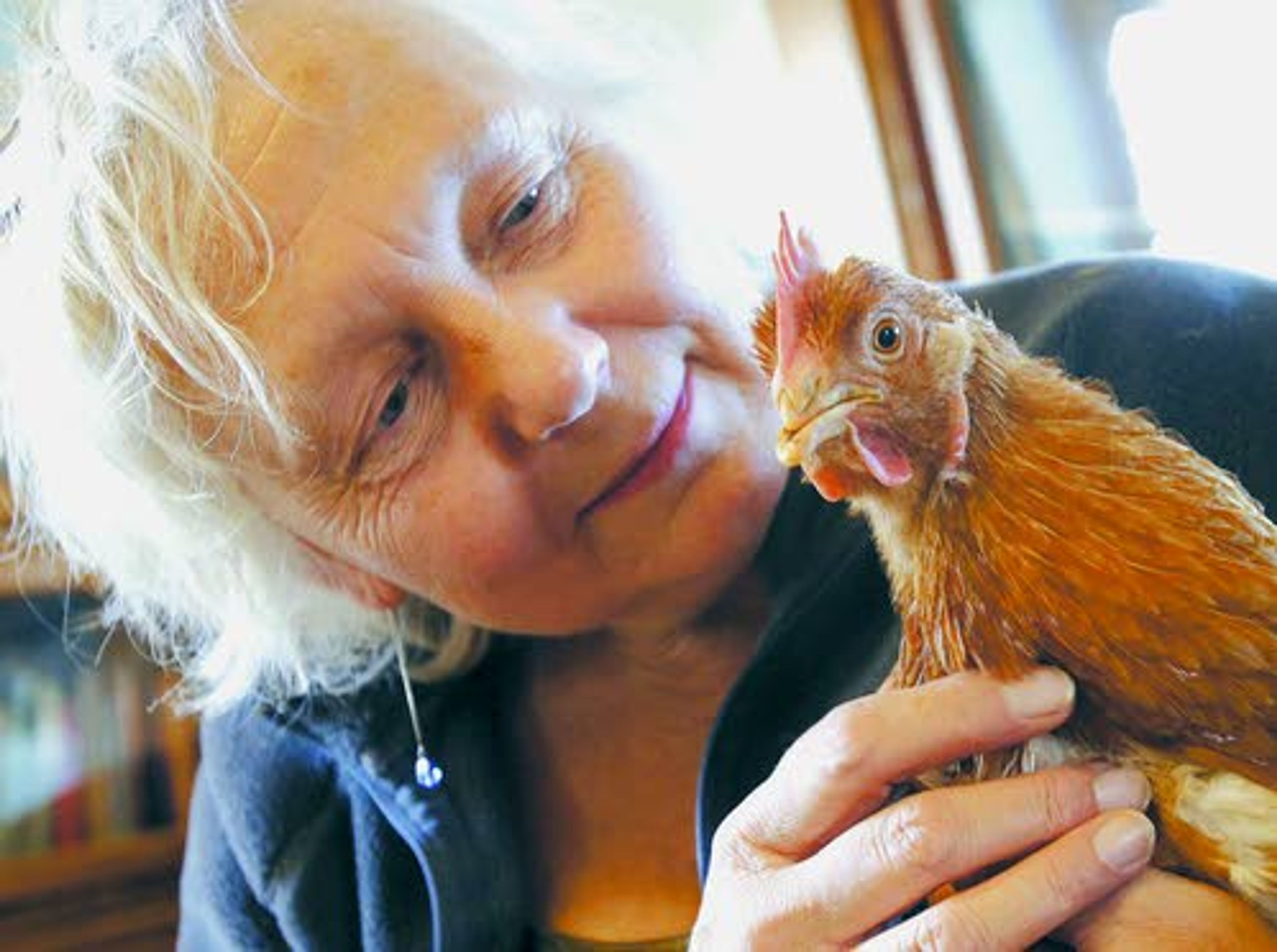 Urban hens often abandoned once egglaying ends