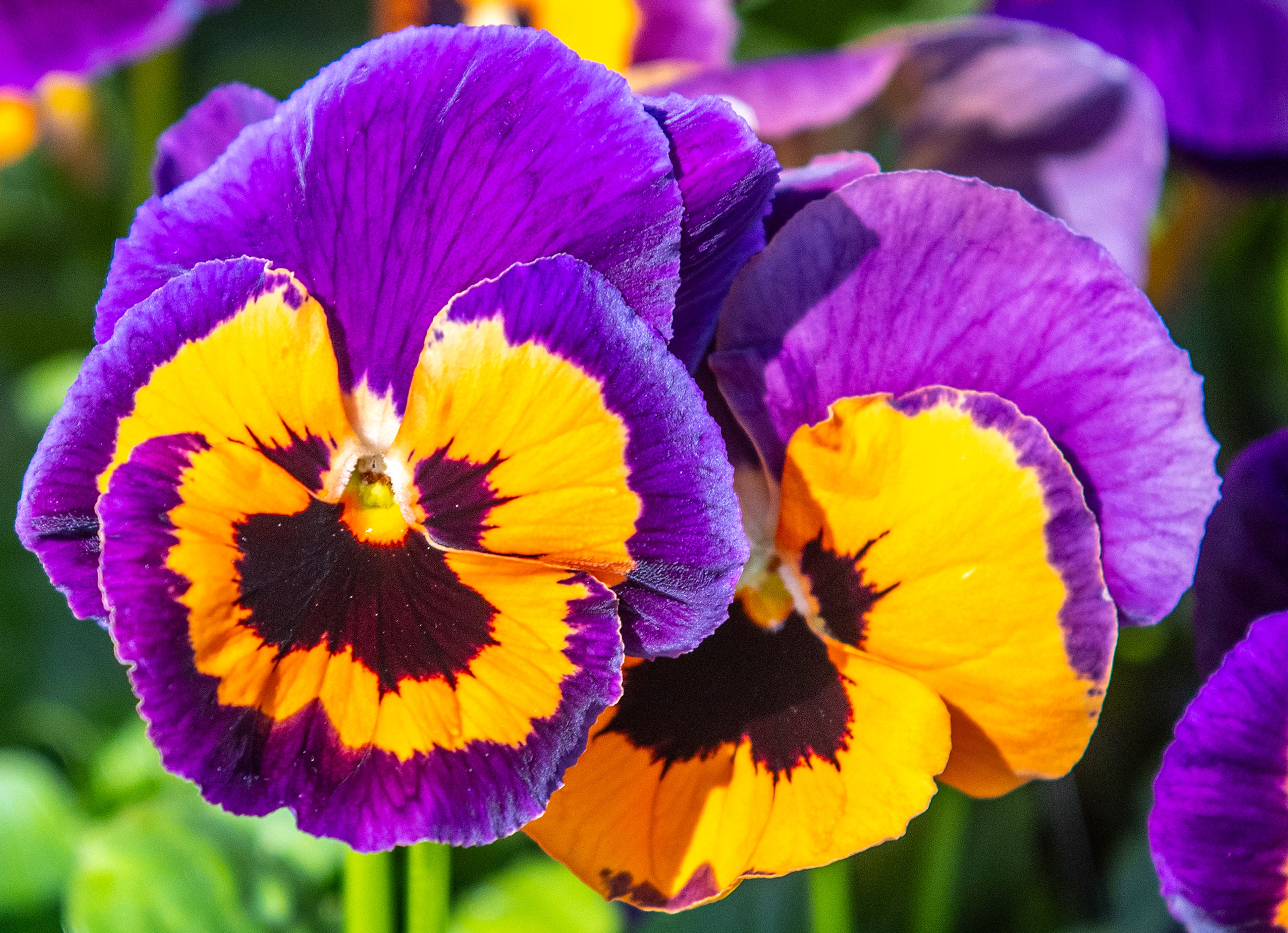 Flowers of purple and orange bloom Saturday at Patt’s Garden Center in Clarkston.