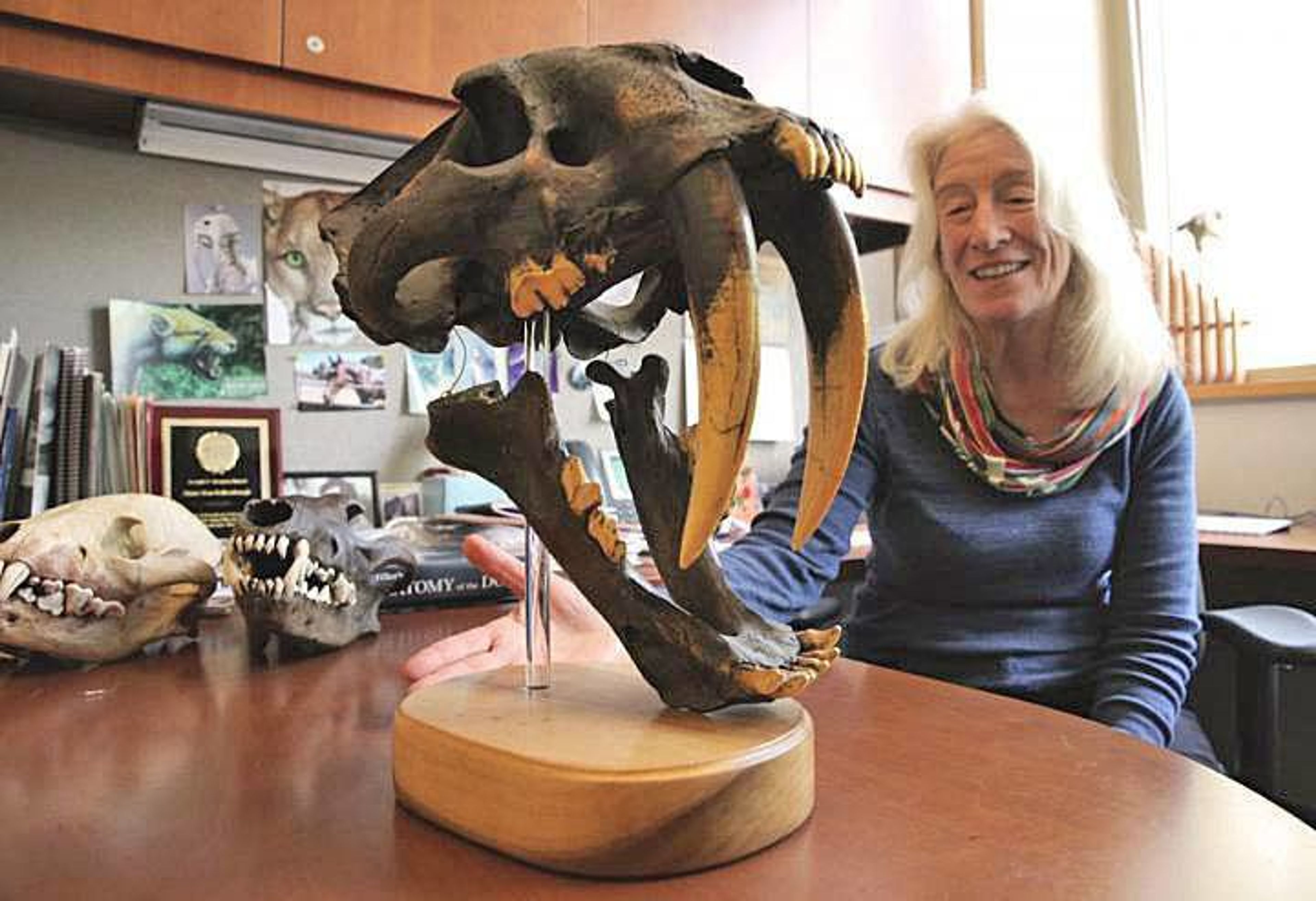 Biologist Blaire Van Valkenburgh has spent more than three decades studying the skulls of large carnivores. In this photo, she she displays a replica of a saber toothed cat skull. At left are the sulls of a spotted hyena (in white) and a dire wolf (in black).