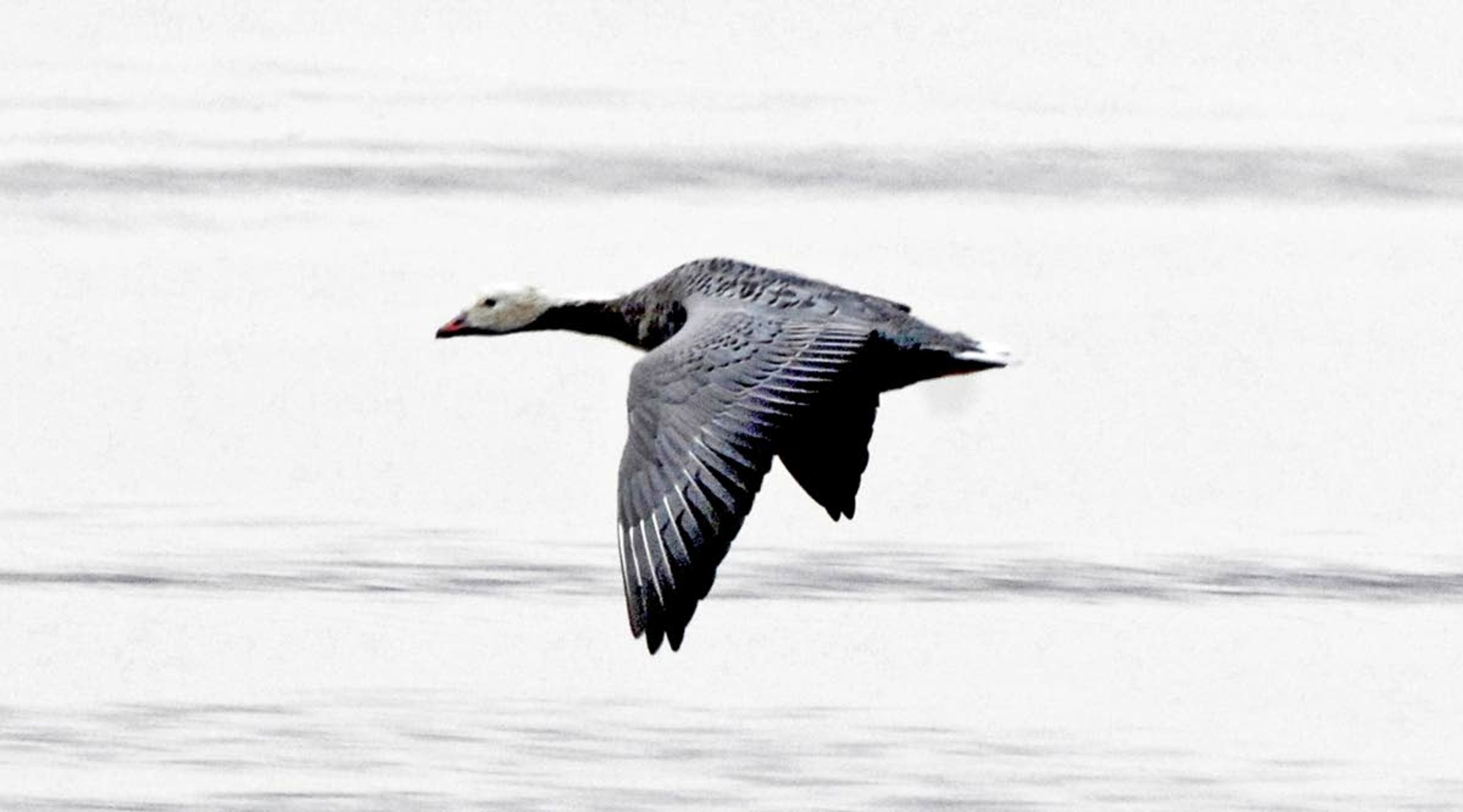 A rare emperior good flies over the water at the Izembek National Wildlife Refuge in Alaska. Only a few thousand of these birds frequent the refuge. They are off limits to hunters.