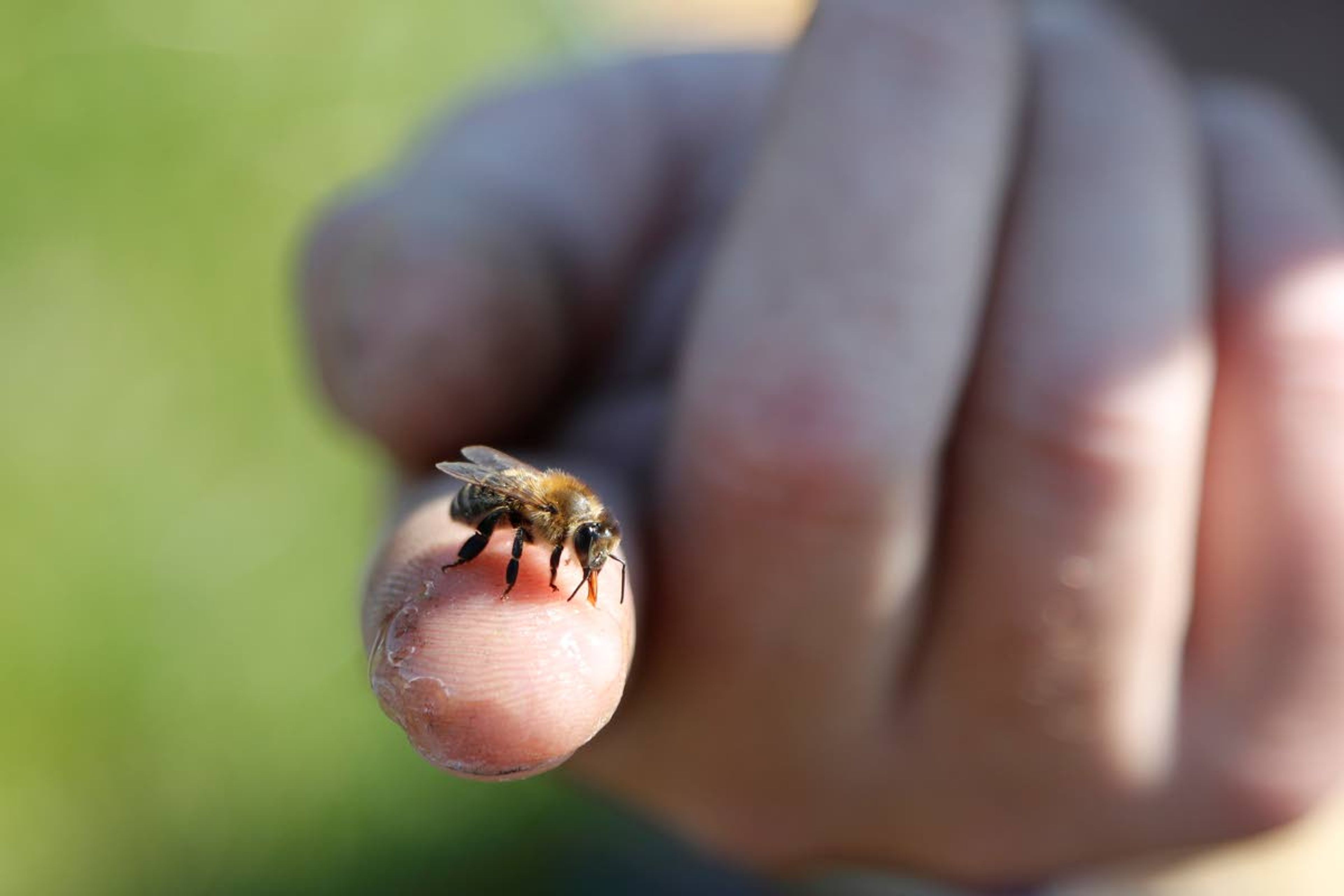 In this July 11, 2019 photo, Adam Ingrao, an agricultural entomologist and military veteran who runs the Heroes to Hives program, holds a bee at the Henry Ford farm in Superior Township, Mich. A small but growing number of veterans around the country are turning to beekeeping as a potential treatment for anxiety, PTSD and other conditions. Ingrao, a fourth-generation soldier runs Heroes to Hives through Michigan State University Extension. (AP Photo/Carlos Osorio)